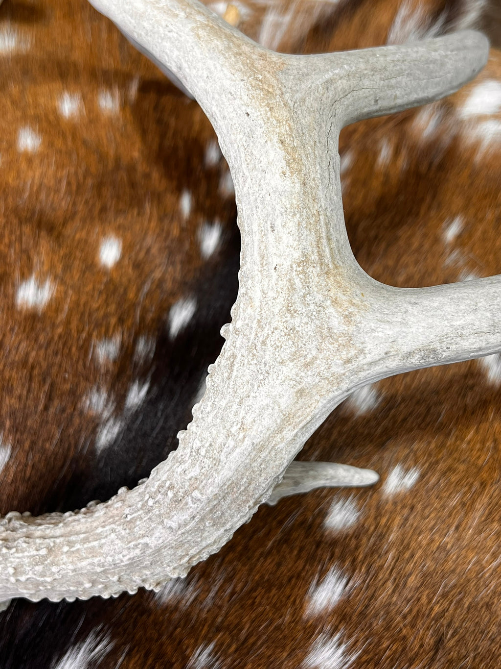 D Grade WHITETAIL Deer Antler Sheds - Heavily Weathered - 5 or 10 Pounds