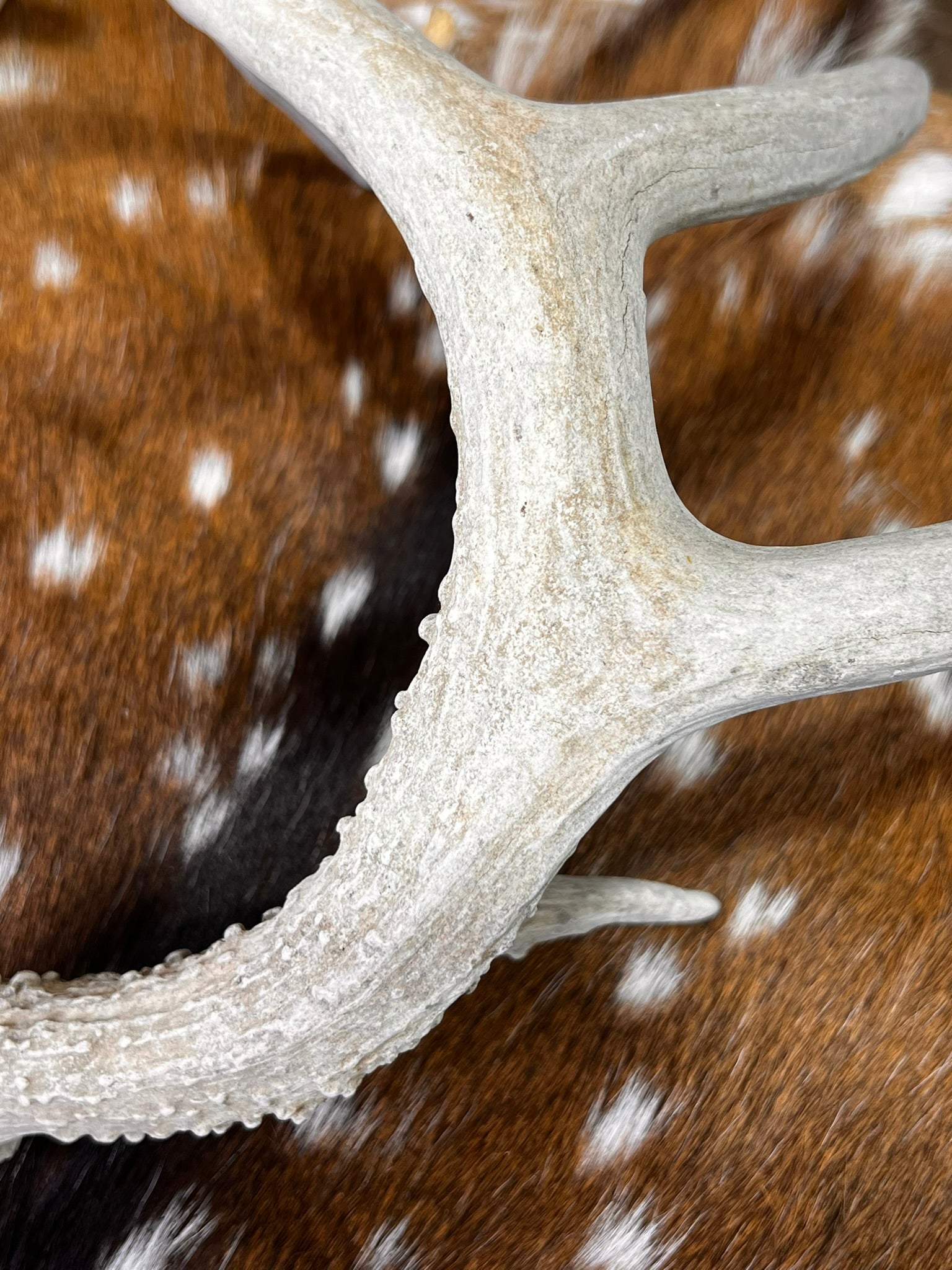 D Grade WHITETAIL Deer Antler Sheds - Heavily Weathered - 5 or 10 Pounds