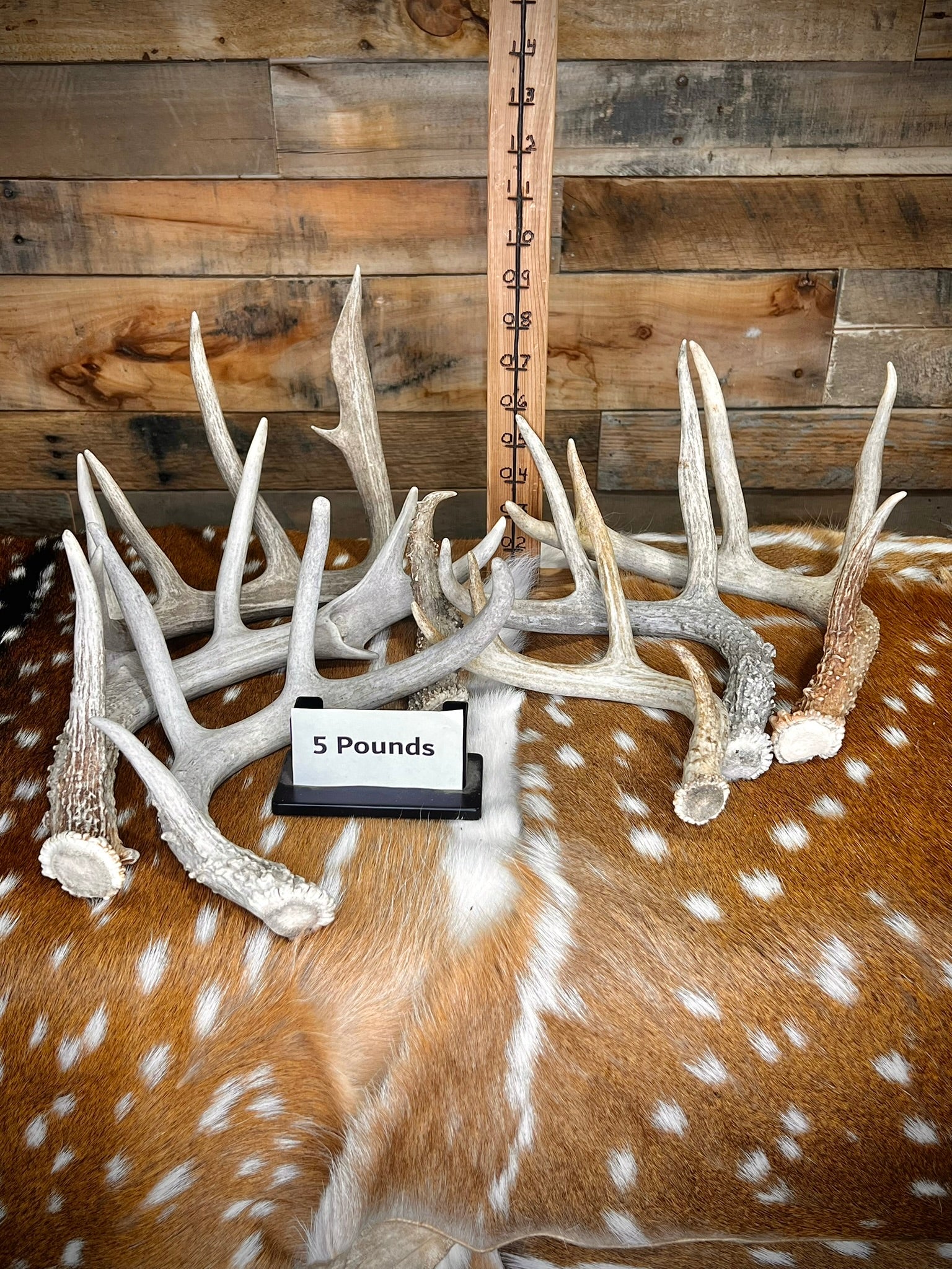 B Grade WHITETAIL Deer Antler Sheds - Light Brown/White Color - 5 or 10 Pounds