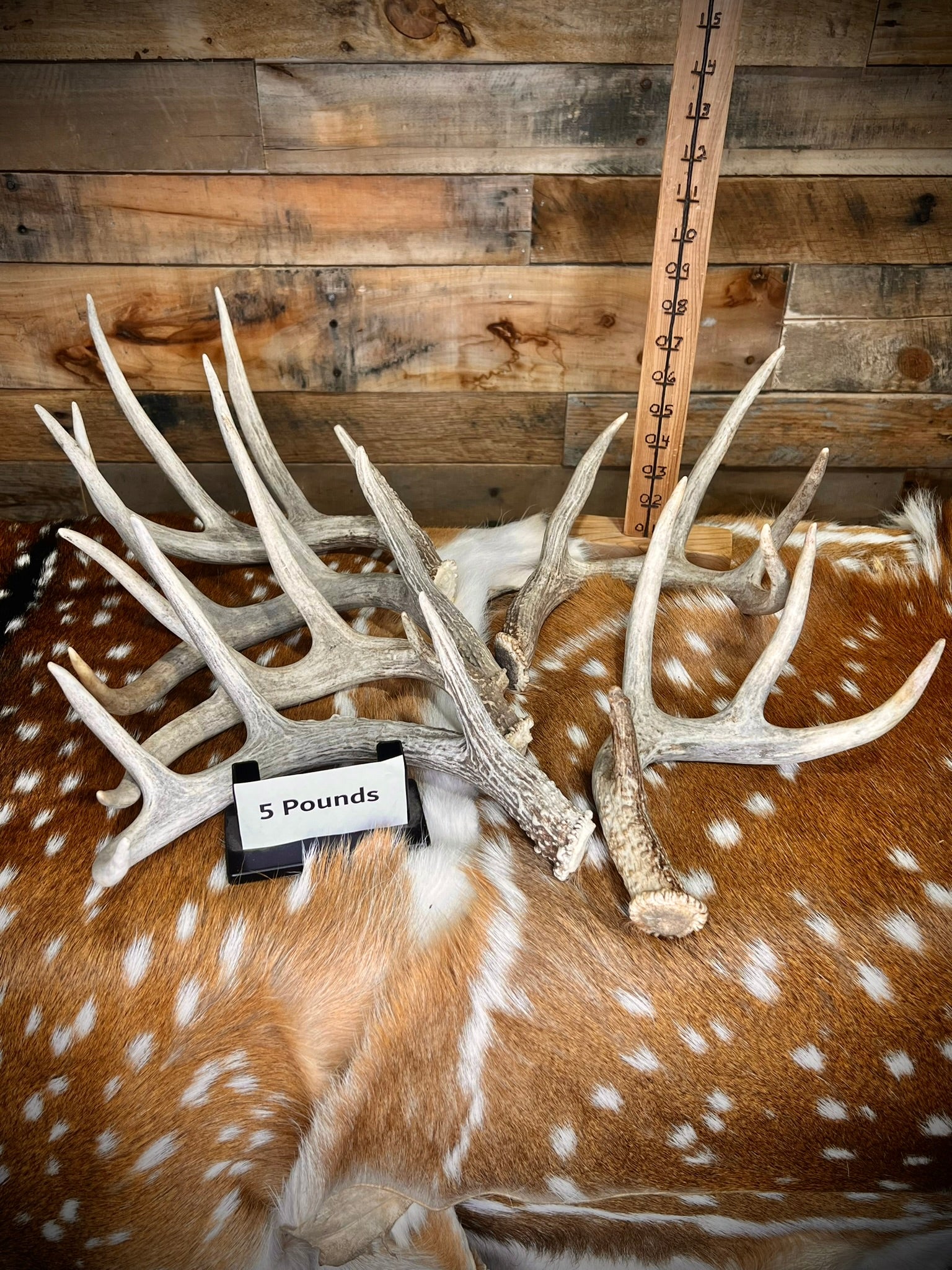 B Grade WHITETAIL Deer Antler Sheds - Light Brown/White Color - 5 or 10 Pounds