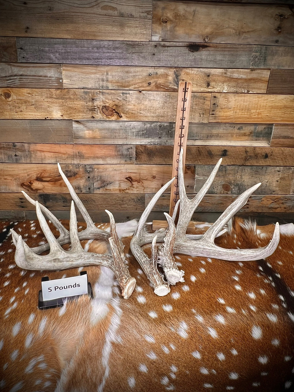 B Grade WHITETAIL Deer Antler Sheds - Light Brown/White Color - 5 or 10 Pounds