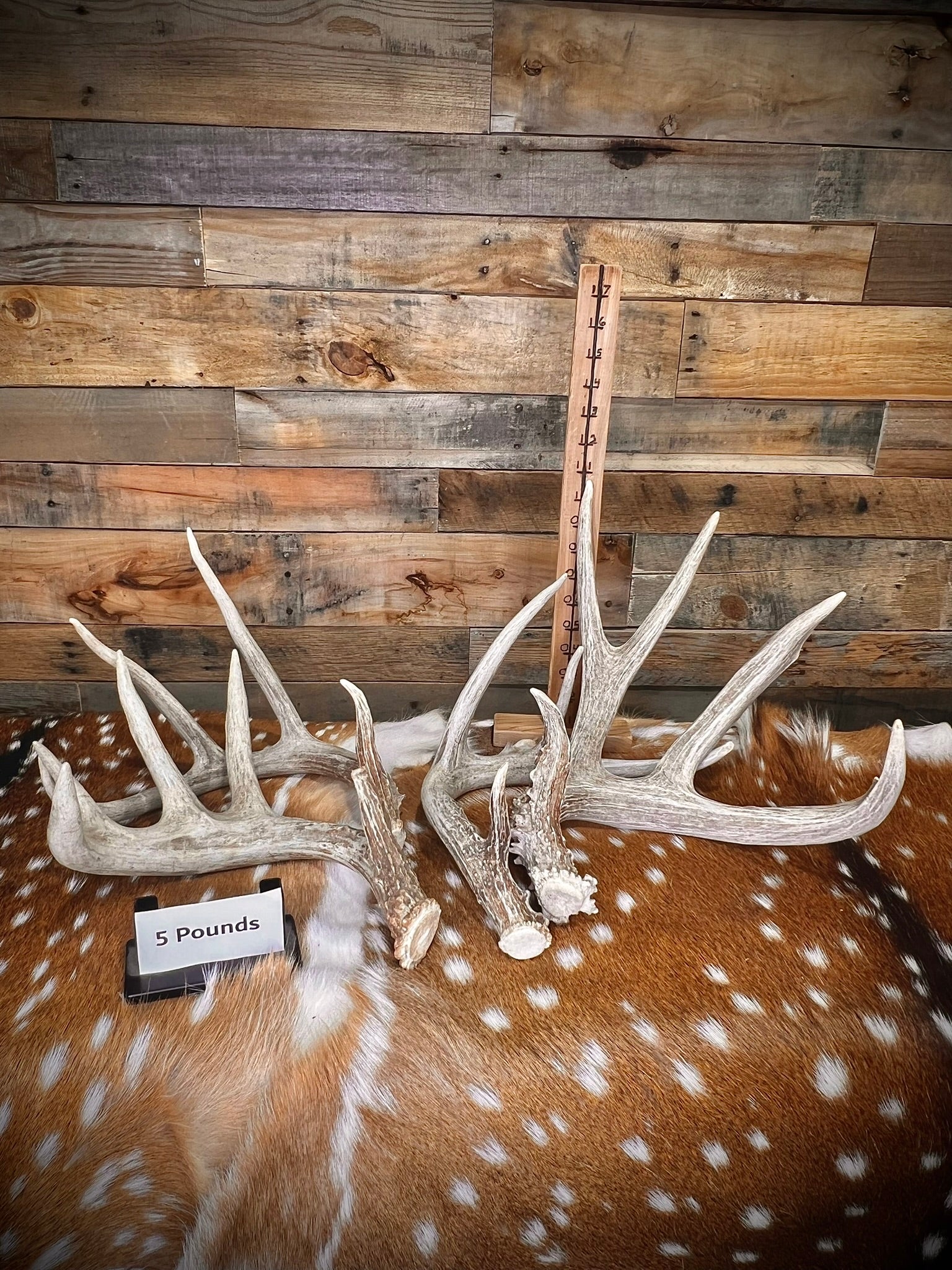 B Grade WHITETAIL Deer Antler Sheds - Light Brown/White Color - 5 or 10 Pounds