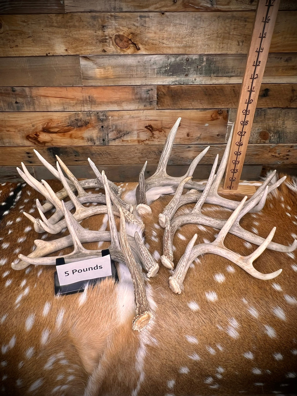 B Grade WHITETAIL Deer Antler Sheds - Light Brown/White Color - 5 or 10 Pounds