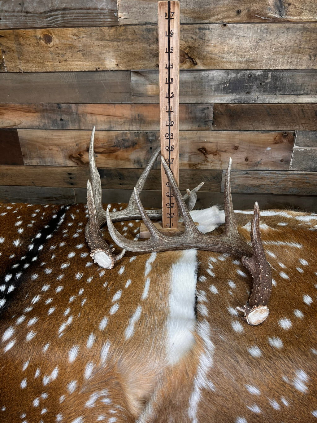Large Size Whitetail Deer Antler Sheds - A Grade - Choose Quantity