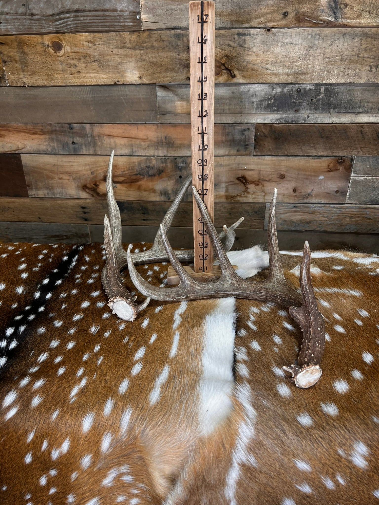 Large Size Whitetail Deer Antler Sheds - A Grade - Choose Quantity