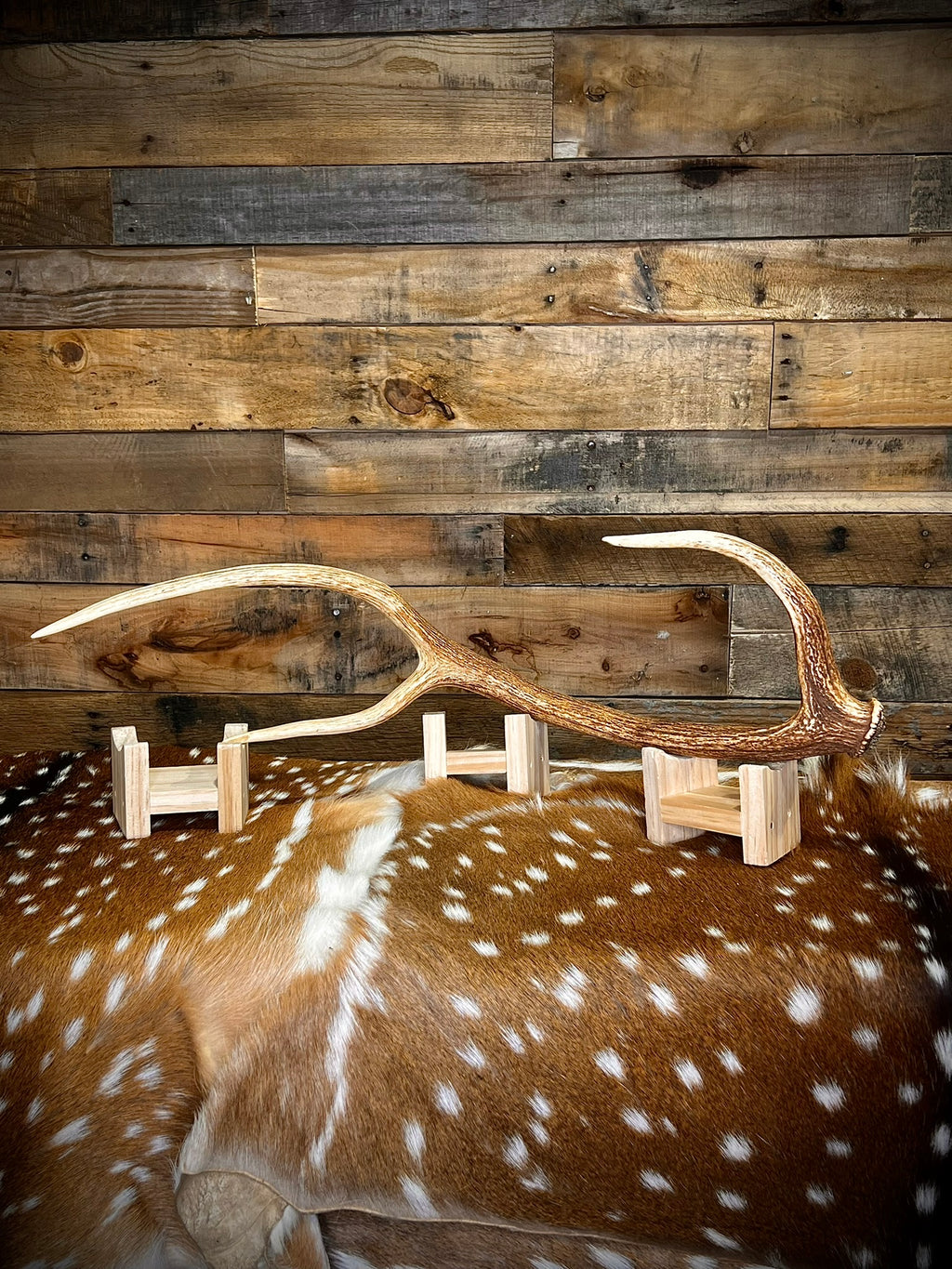 XXL Axis Deer Antler Sheds, 30-34" - A Grade - Choose Quantity