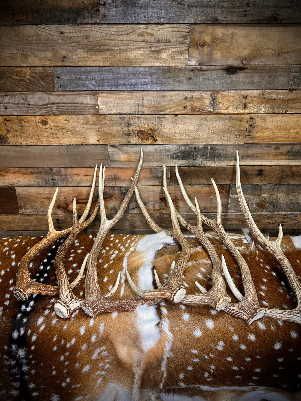 XXL Axis Deer Antler Sheds, 30-34" - A Grade - Choose Quantity