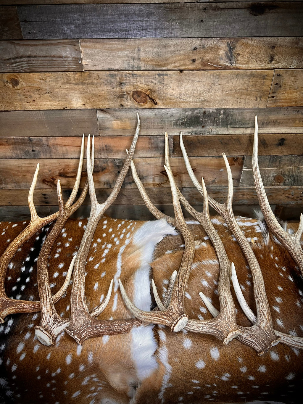 XXL Axis Deer Antler Sheds, 30-34" - A Grade - Choose Quantity