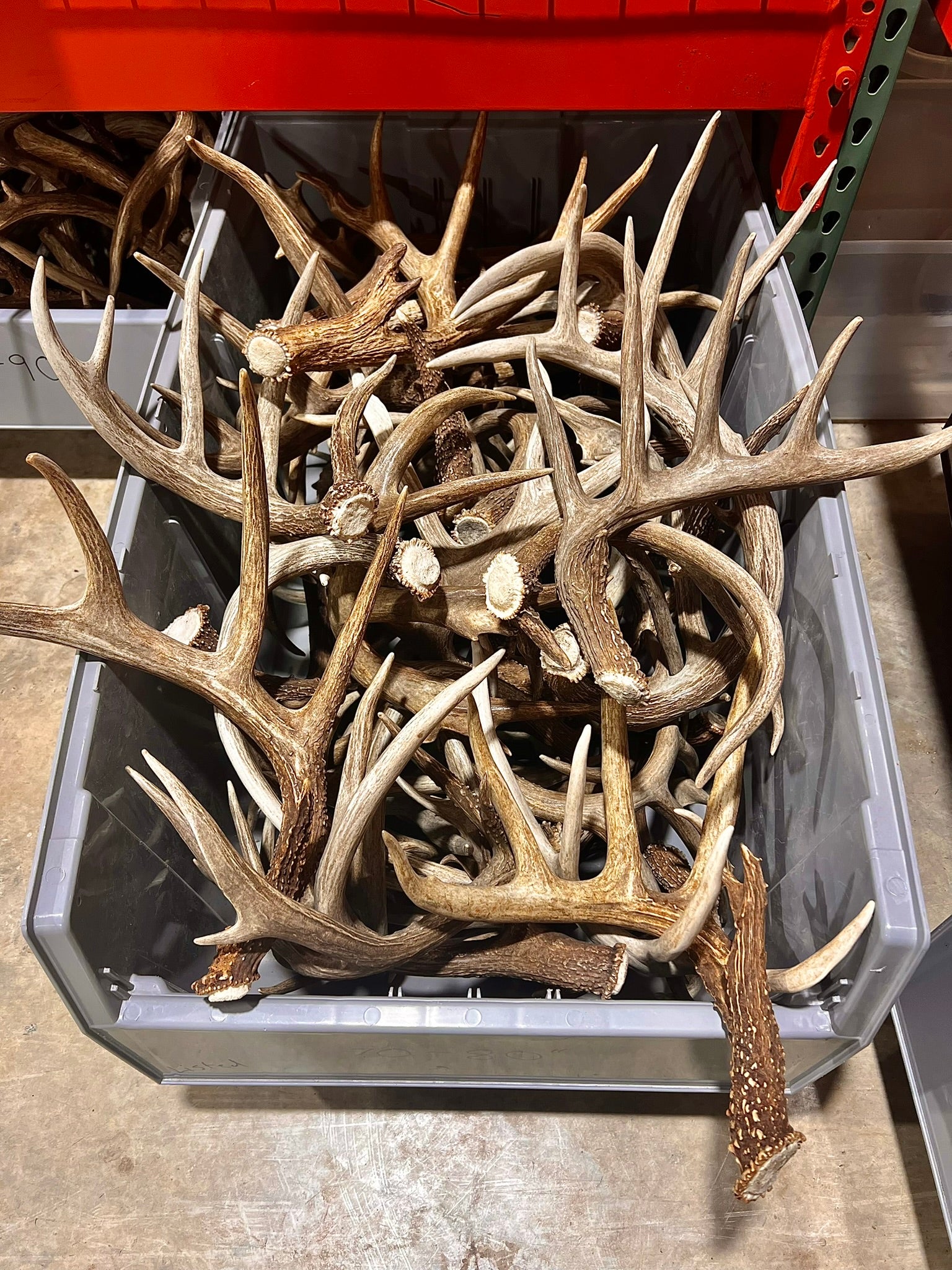 XXL Trophy 70-80" Whitetail Deer Antler Sheds - Premium A Grade - Choose Quantity