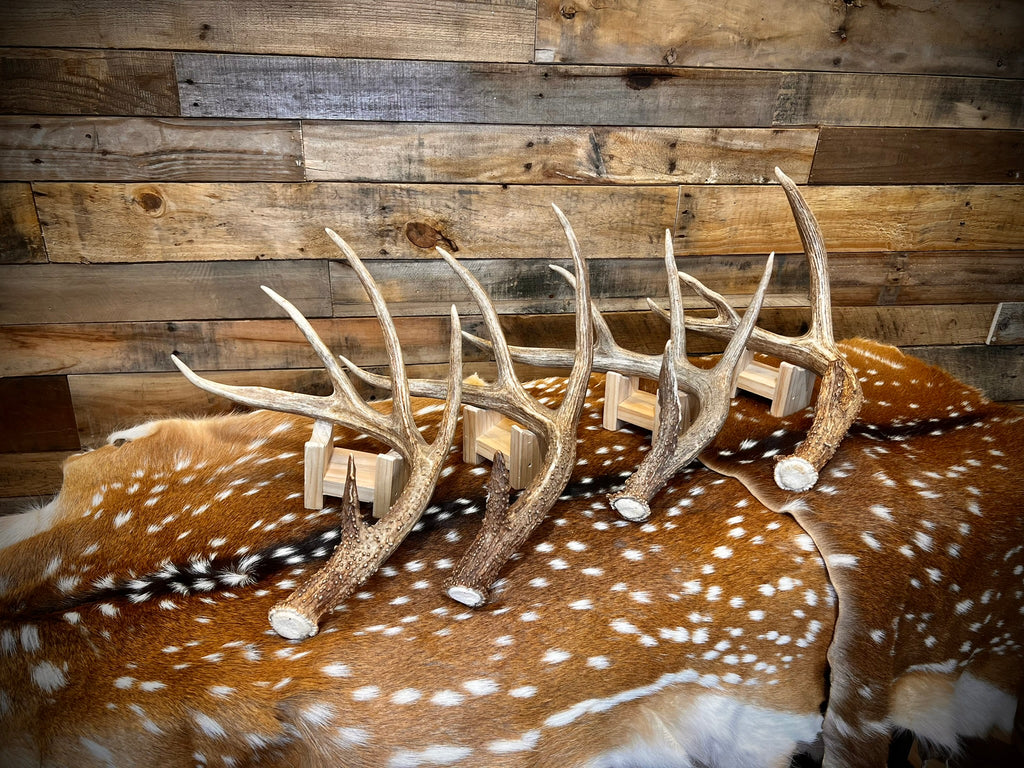 Large Size Whitetail Deer Antler Sheds - A Grade - Choose Quantity