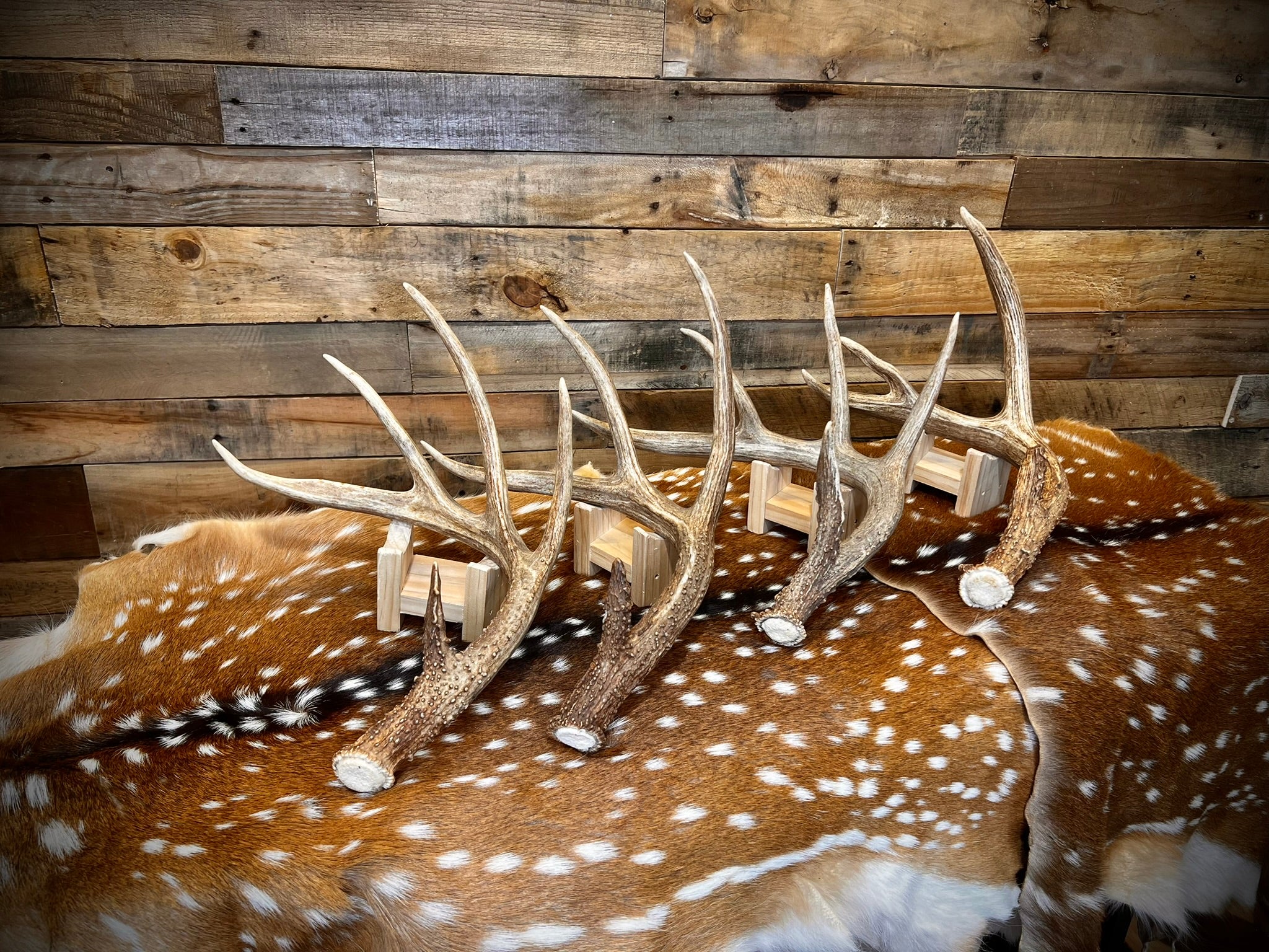 Large Size Whitetail Deer Antler Sheds - A Grade - Choose Quantity
