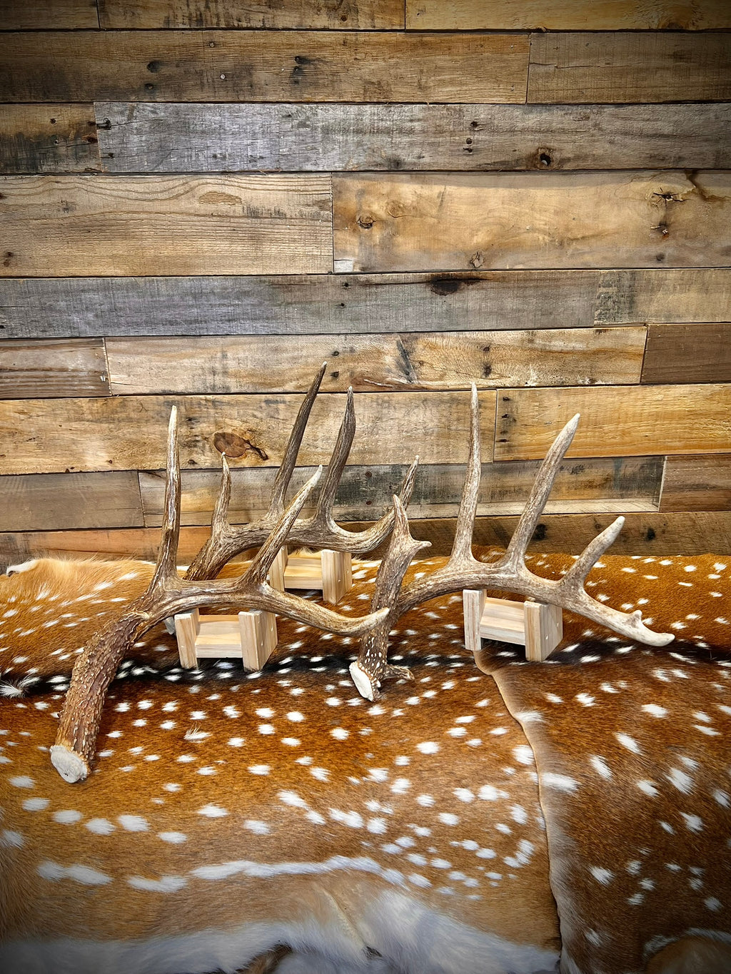 Large Size Whitetail Deer Antler Sheds - A Grade - Choose Quantity