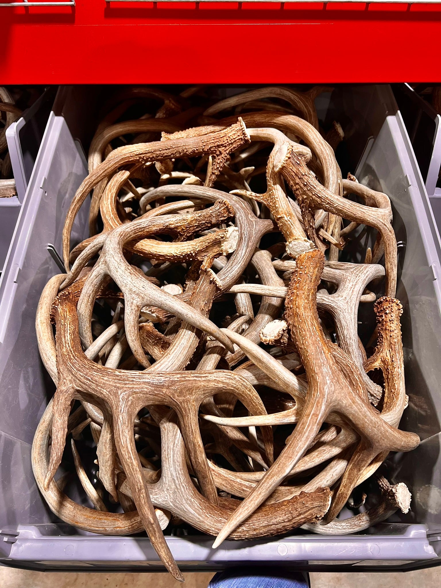 Large Size Whitetail Deer Antler Sheds - A Grade - Choose Quantity