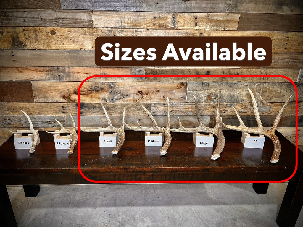 A Grade WHITETAIL Deer Antler Sheds - 5 or 10 Pounds - Minor Broken Tines Light Blemishes - Free Ship