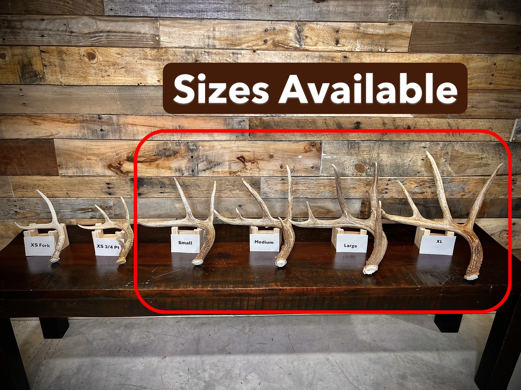 A Grade WHITETAIL Deer Antler Sheds - 5 or 10 Pounds - Minor Broken Tines Light Blemishes - Free Ship
