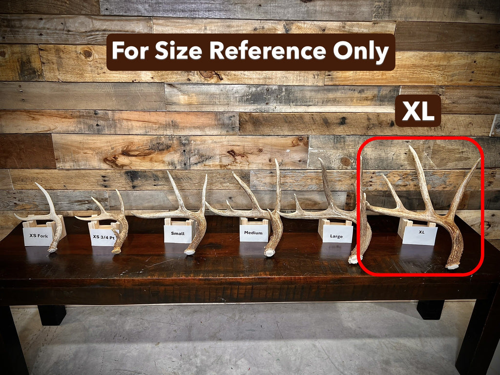Extra Large (XL) Size Whitetail Deer Antler Sheds - Premium A Grade - Choose Quantity