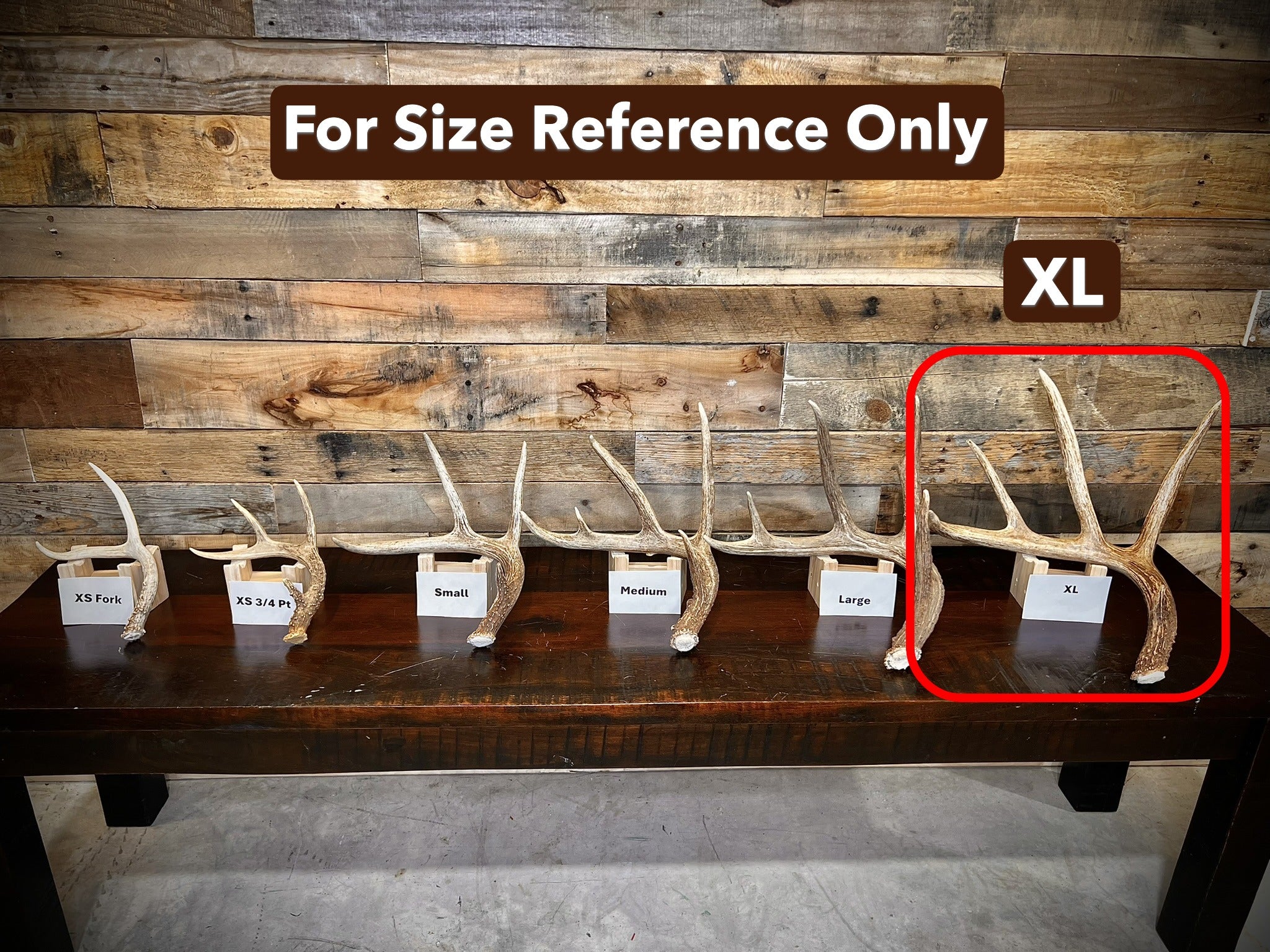 Extra Large (XL) Size Whitetail Deer Antler Sheds - Premium A Grade - Choose Quantity