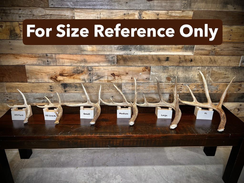 XXL Trophy 70-80" Whitetail Deer Antler Sheds - Premium A Grade - Choose Quantity