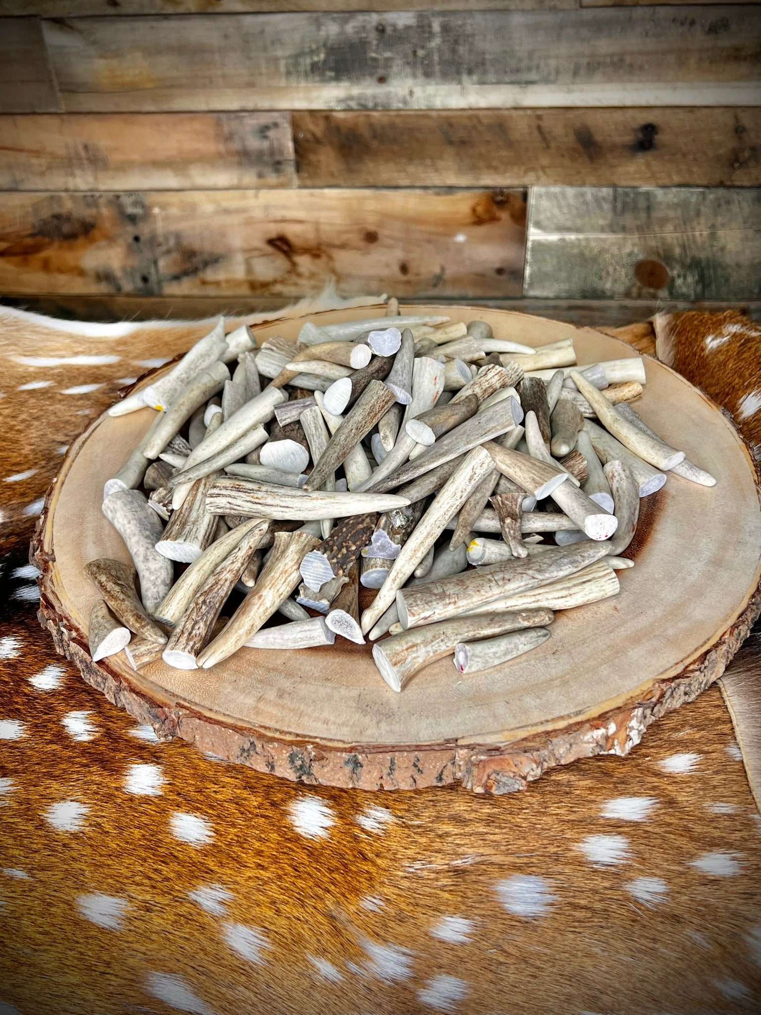 Extra-Small Deer Antler Tips/Tines/Points - 1-4" Long - 12, 24, & 48 Packs