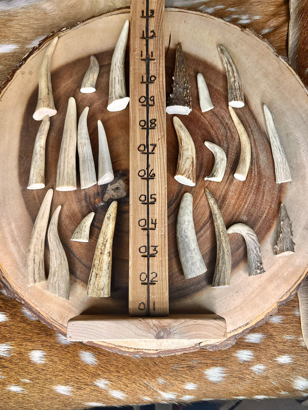 Extra-Small Deer Antler Tips/Tines/Points - 1-4" Long - 12, 24, & 48 Packs