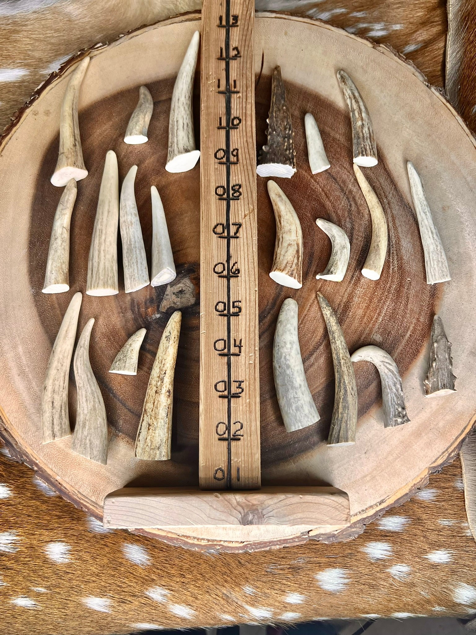 Extra-Small Deer Antler Tips/Tines/Points - 1-4" Long - 12, 24, & 48 Packs