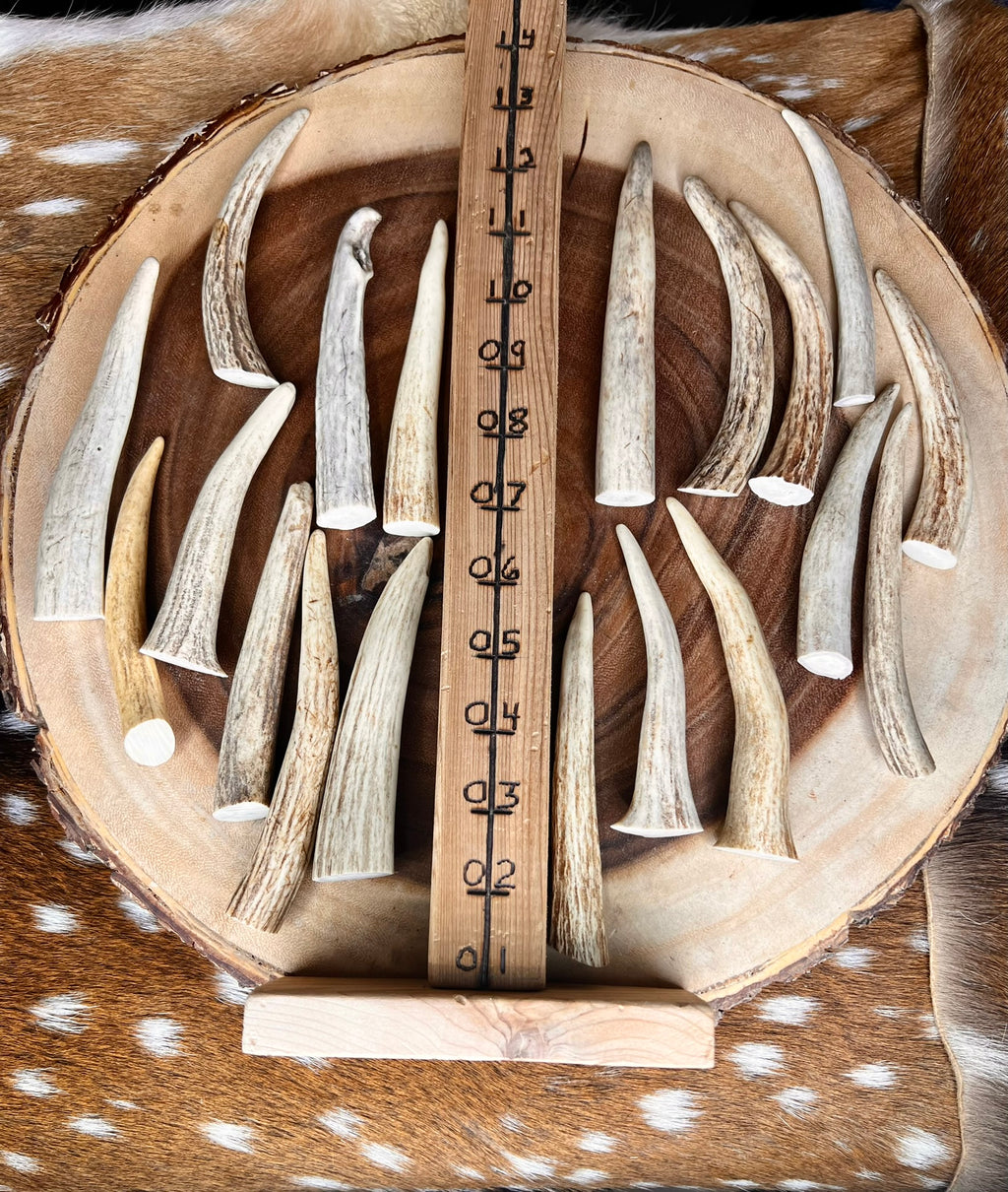 Extra-Small Deer Antler Tips/Tines/Points - 1-4" Long - 12, 24, & 48 Packs