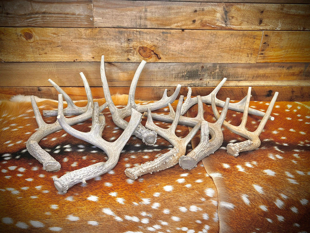 Whole Antler Dog Chews - B & C Grade | By the Pound