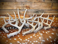 Whole Antler Dog Chews - B & C Grade | By the Pound