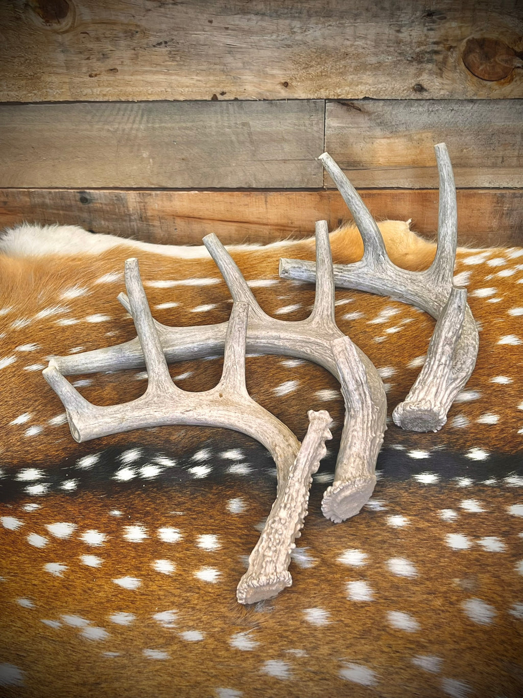 Whole Antler Dog Chews - B & C Grade | By the Pound