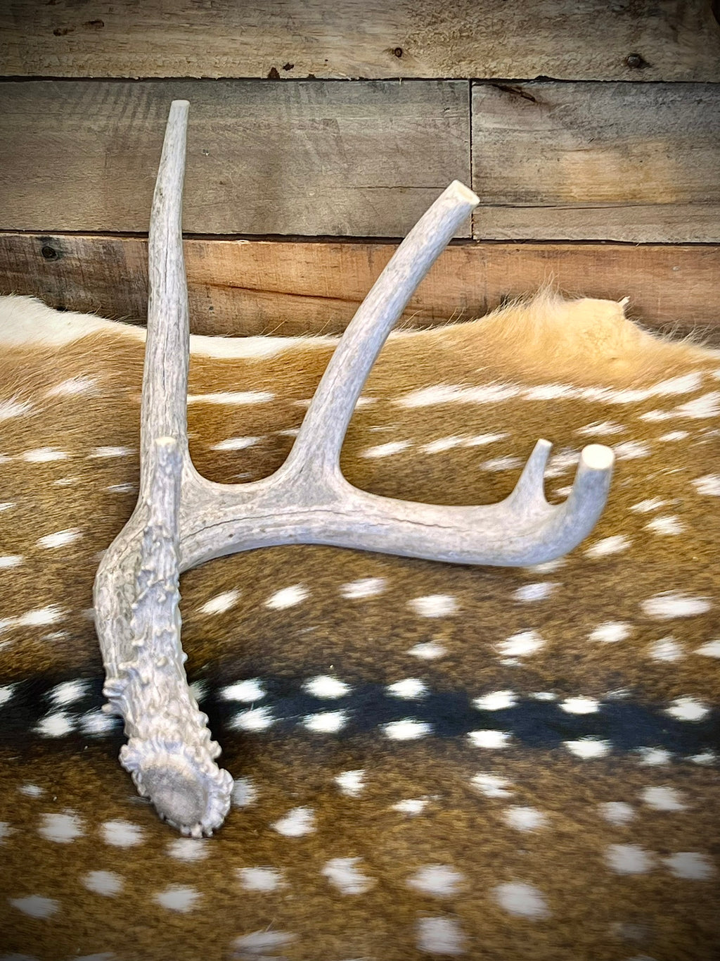 Whole Antler Dog Chews - B & C Grade | By the Pound