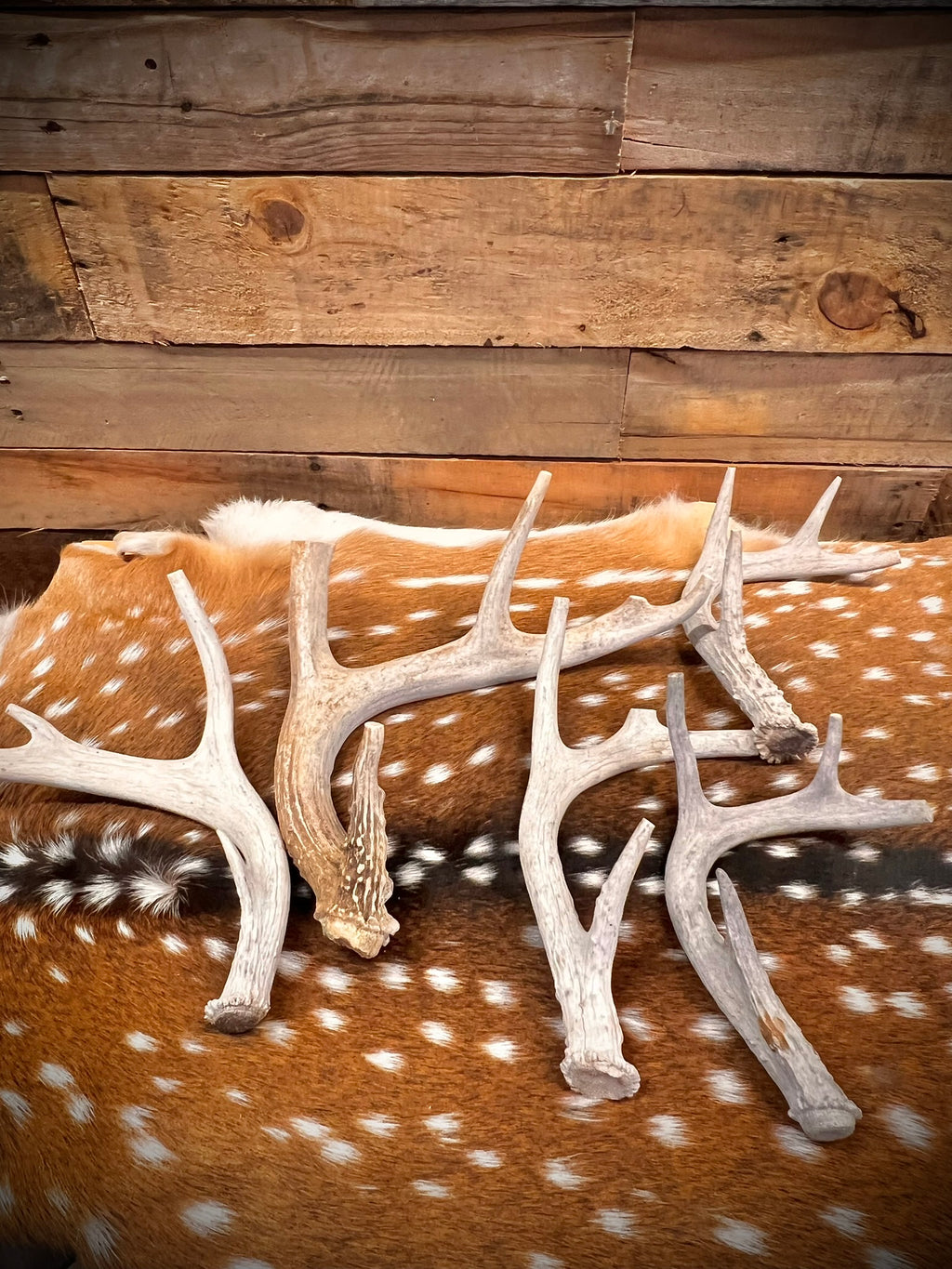Whole Antler Dog Chews - B & C Grade | By the Pound