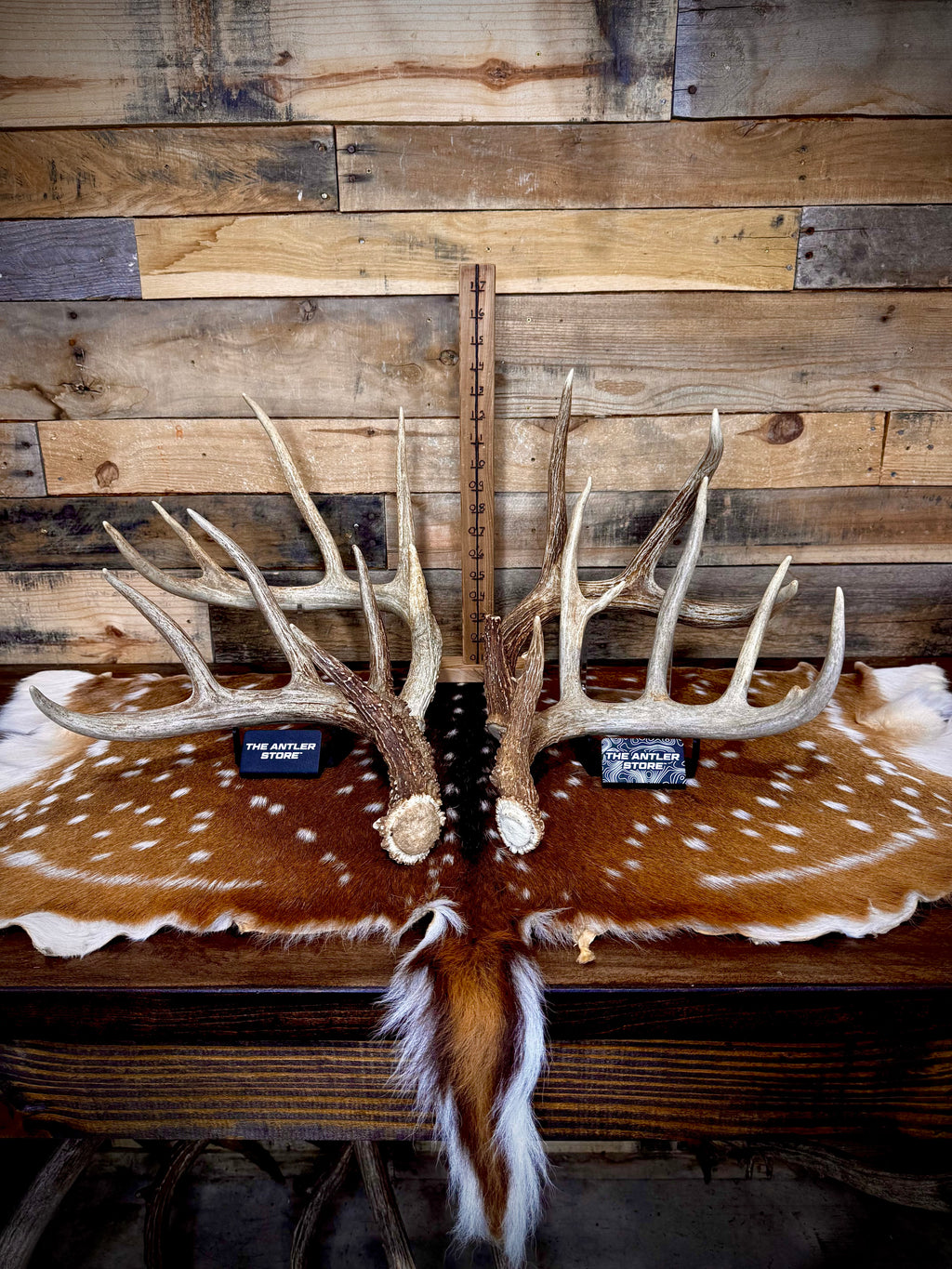 Extra Large (XL) Size Whitetail Deer Antler Sheds - Premium A Grade - Choose Quantity