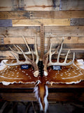 Extra Large (XL) Size Whitetail Deer Antler Sheds - Premium A Grade - Choose Quantity