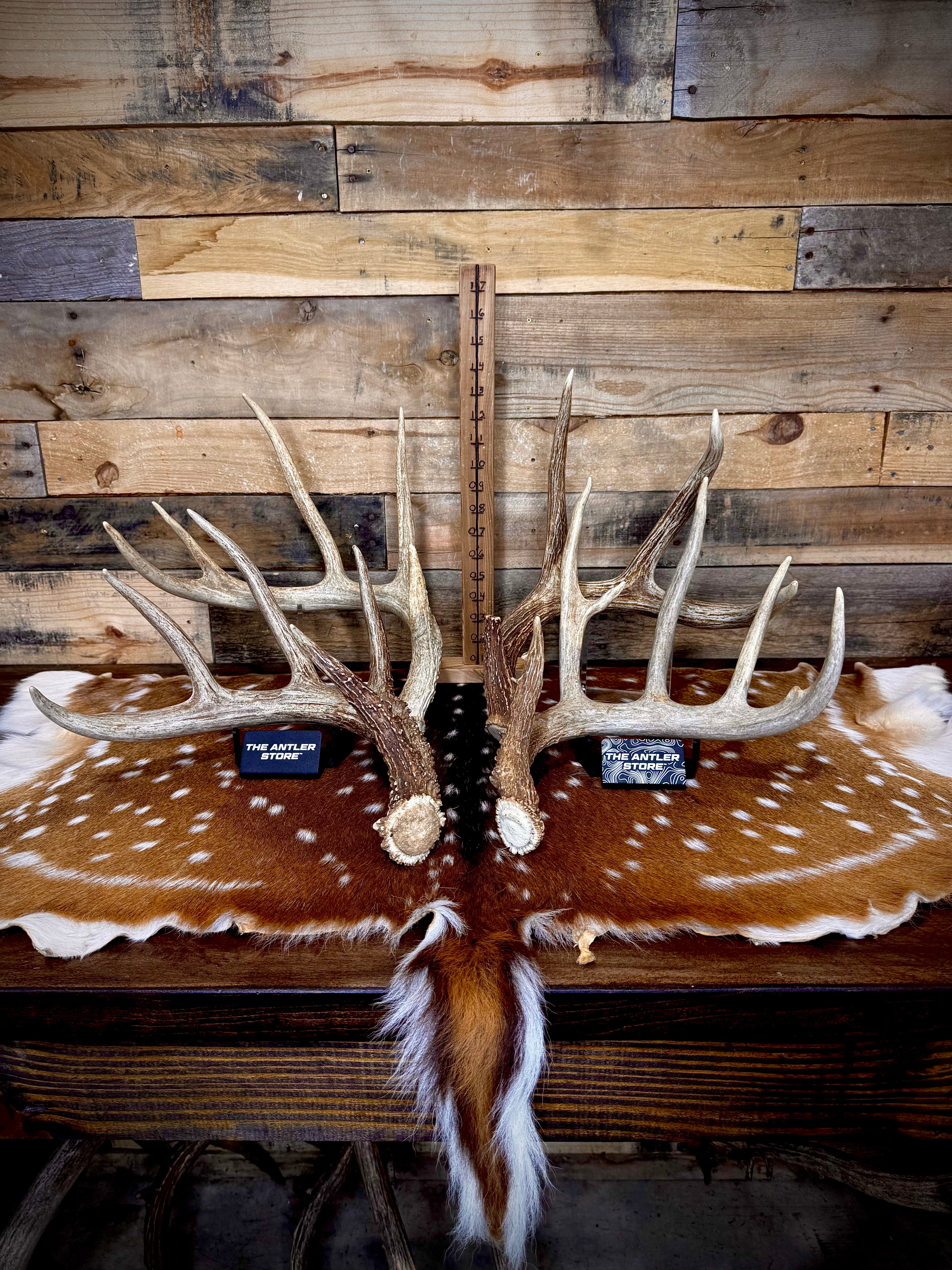 Extra Large (XL) Size Whitetail Deer Antler Sheds - Premium A Grade - Choose Quantity