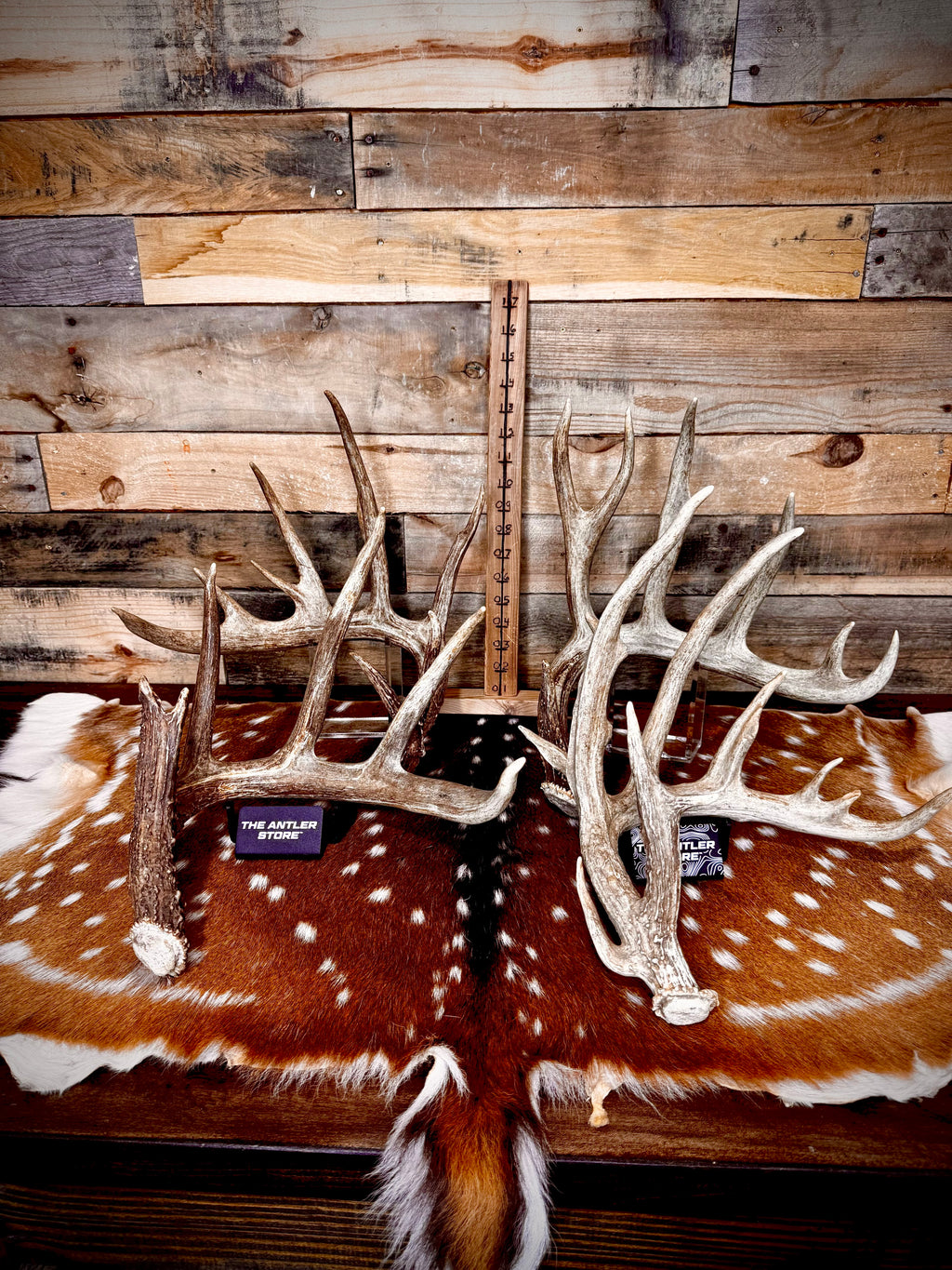 XXL Trophy 70-80" Whitetail Deer Antler Sheds - Premium A Grade - Choose Quantity