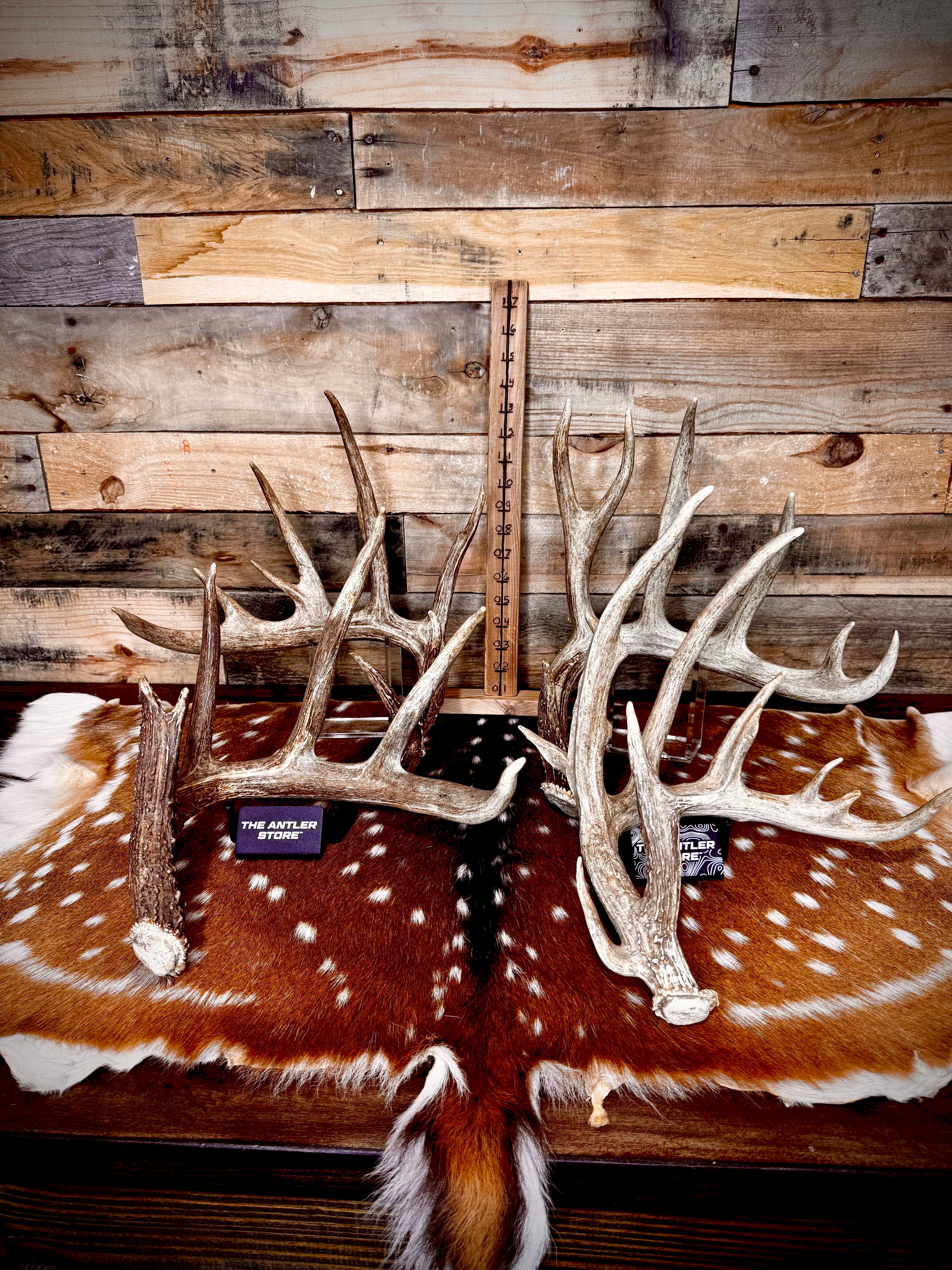 XXL Trophy 70-80" Whitetail Deer Antler Sheds - Premium A Grade - Choose Quantity