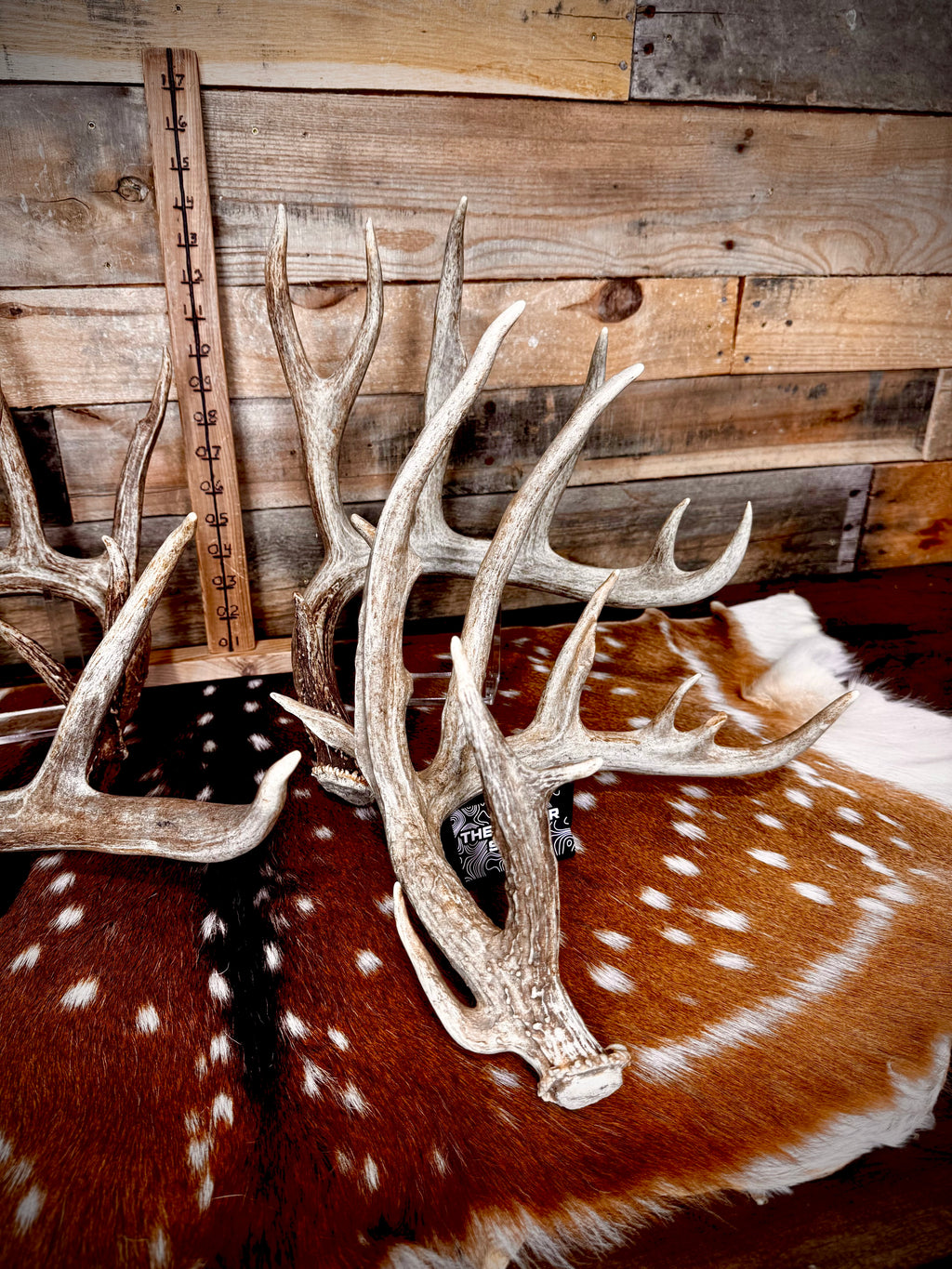 XXL Trophy 70-80" Whitetail Deer Antler Sheds - Premium A Grade - Choose Quantity