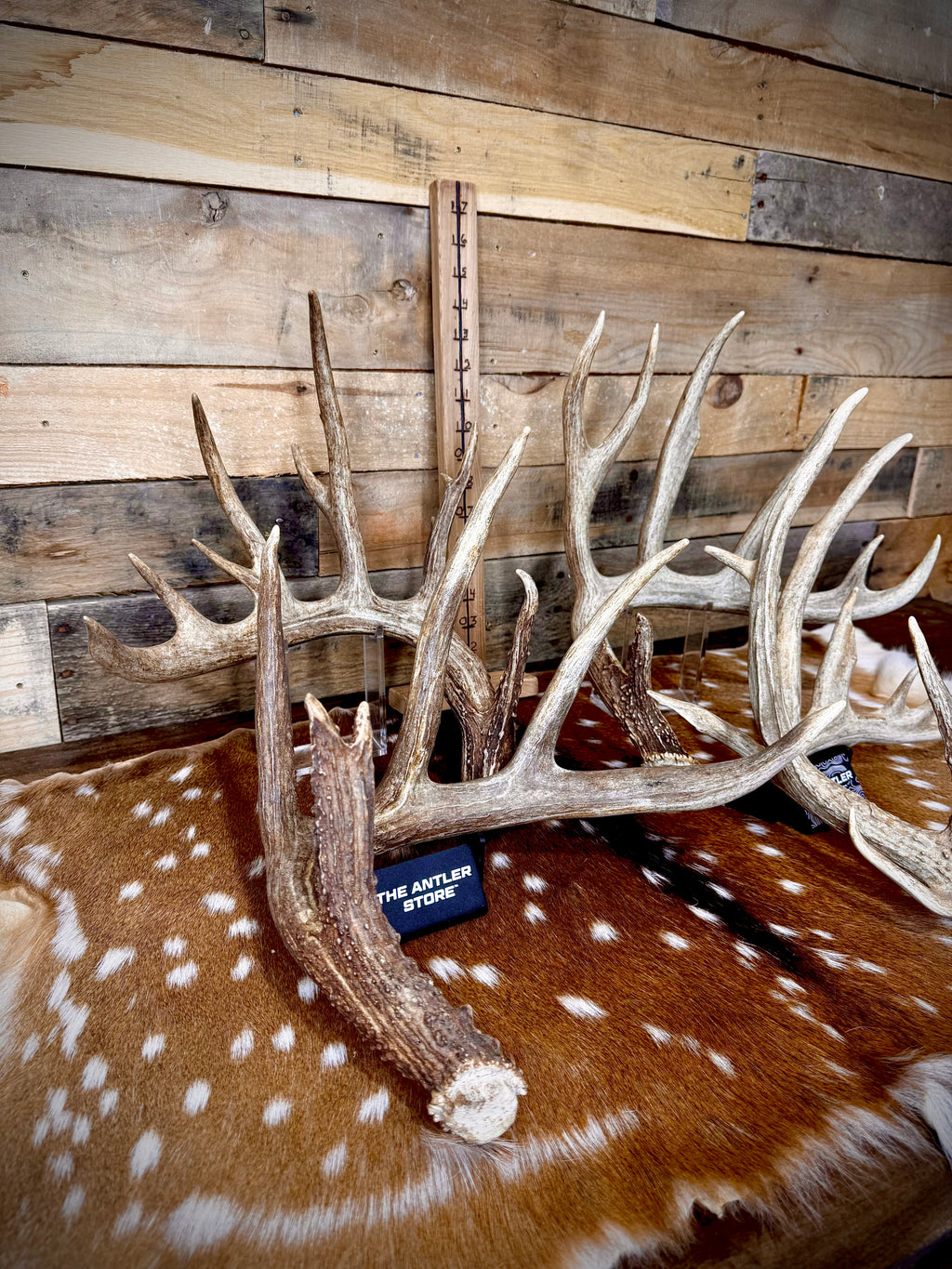 XXL Trophy 70-80" Whitetail Deer Antler Sheds - Premium A Grade - Choose Quantity