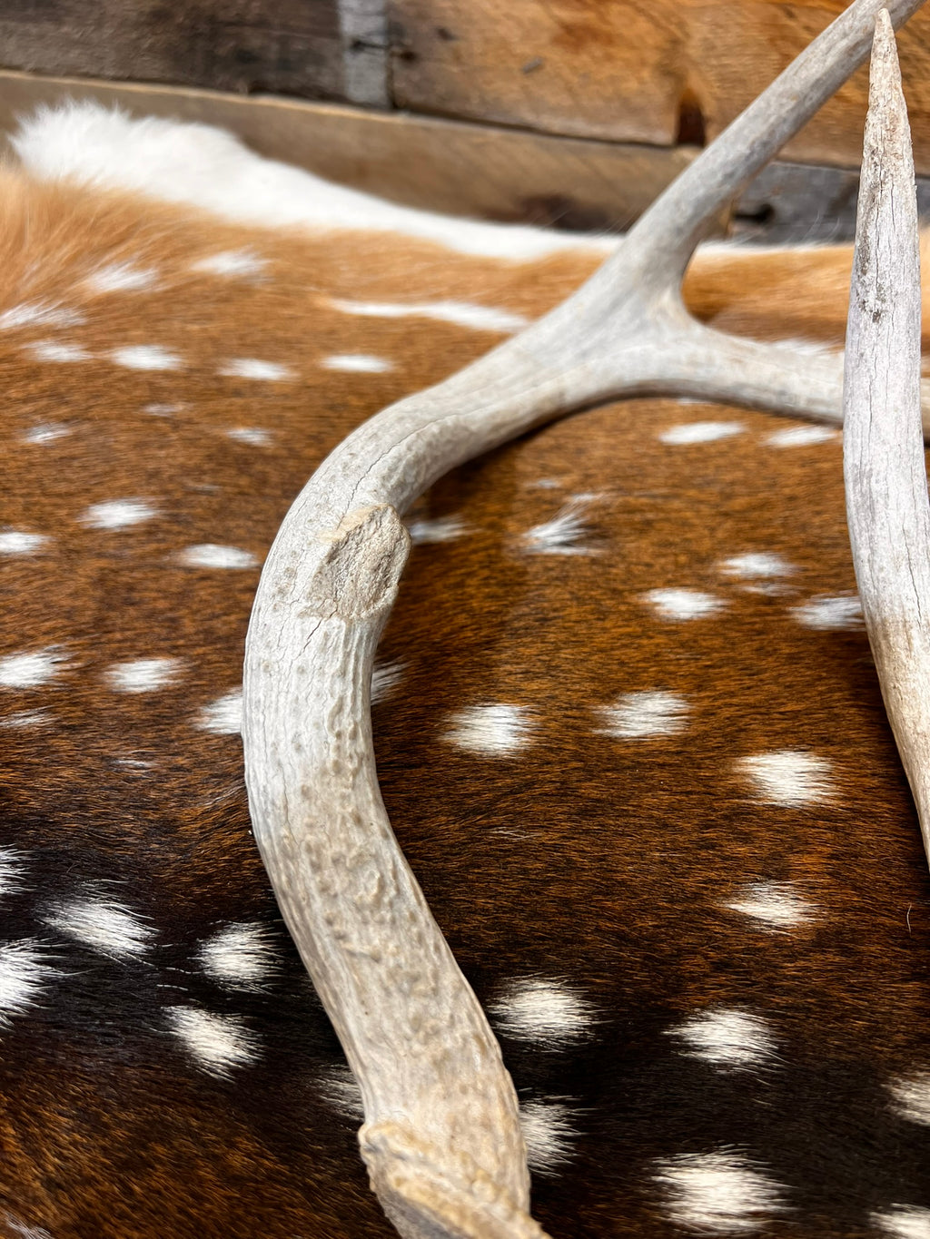 D Grade WHITETAIL Deer Antler Sheds - Heavily Weathered - 5 or 10 Pounds