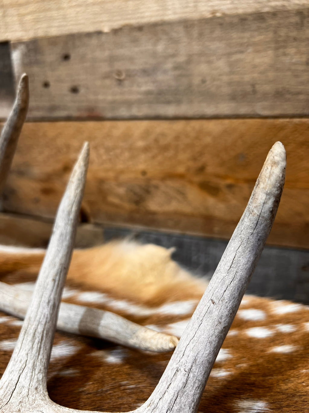 D Grade WHITETAIL Deer Antler Sheds - Heavily Weathered - 5 or 10 Pounds