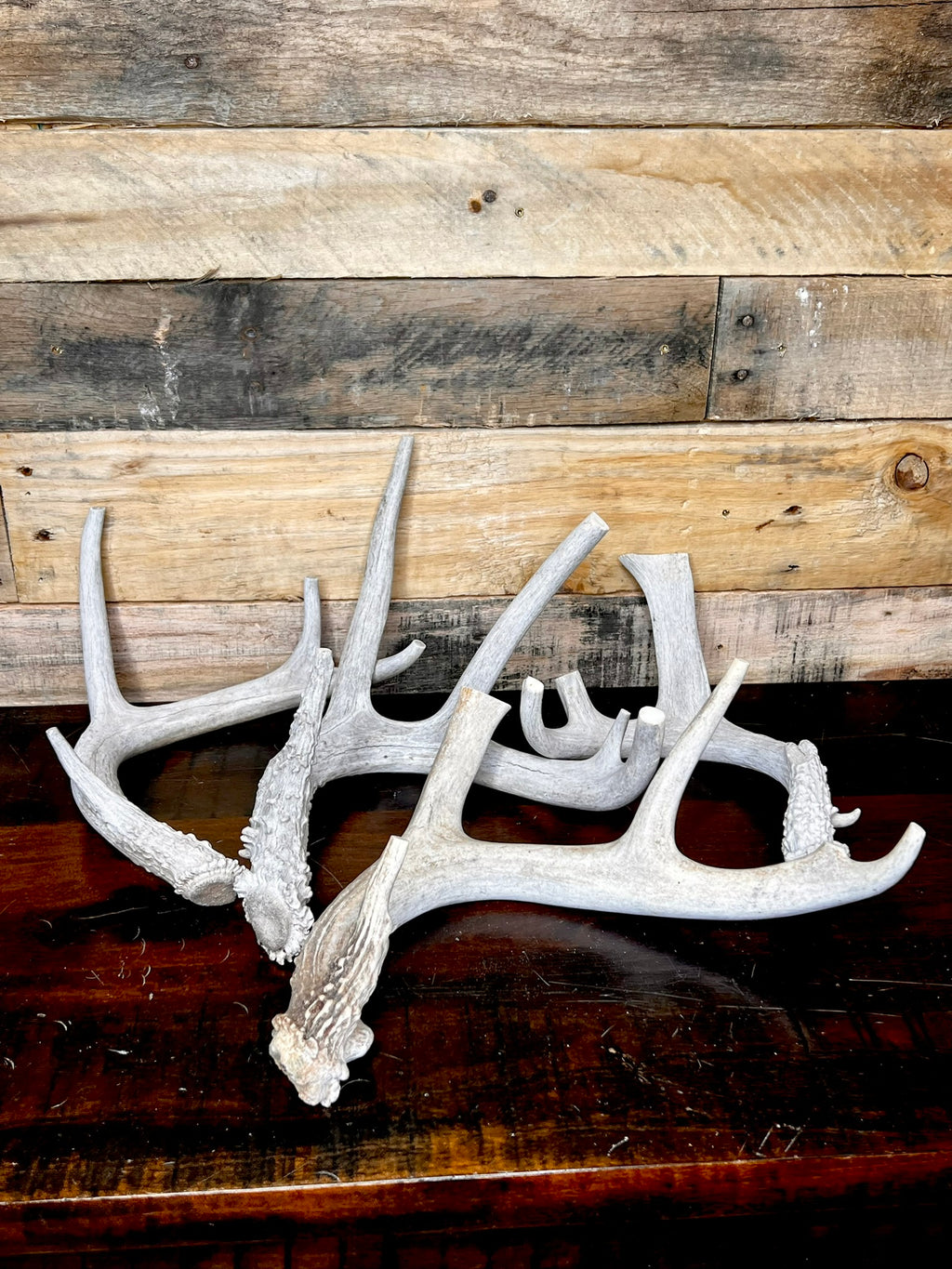 Whole Antler Dog Chews - B & C Grade | By the Pound