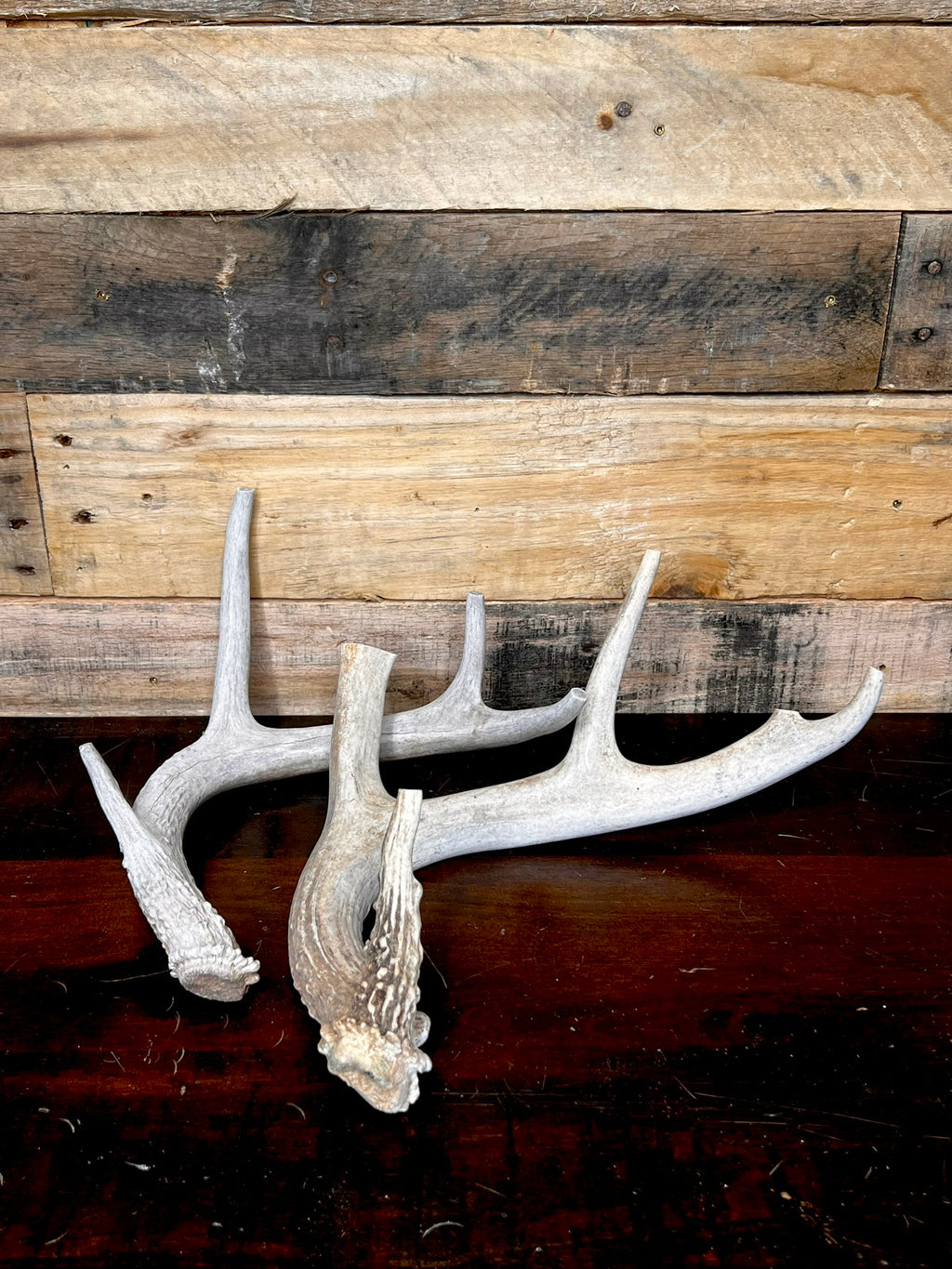 Whole Antler Dog Chews - B & C Grade | By the Pound