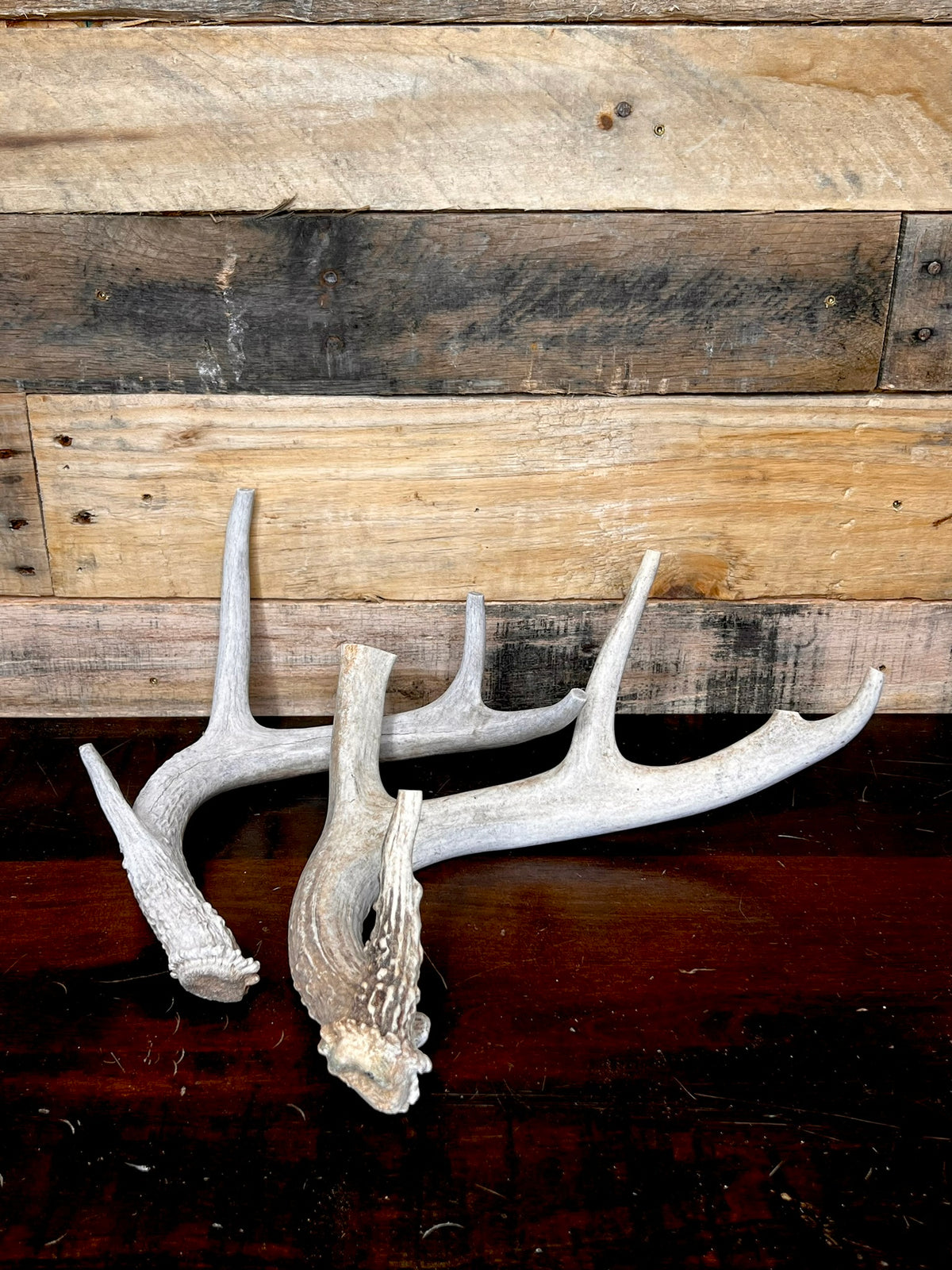 Whole Antler Dog Chews - B & C Grade | By the Pound