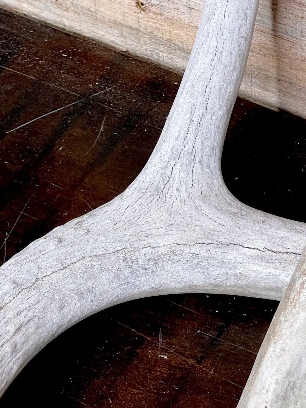 Whole Antler Dog Chews - B & C Grade | By the Pound