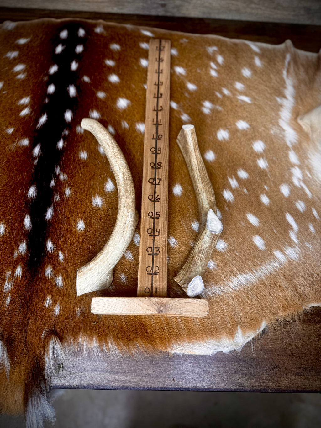 Whitetail Antler Dog Chew Treats - 1 Pound Groups - Free Ship