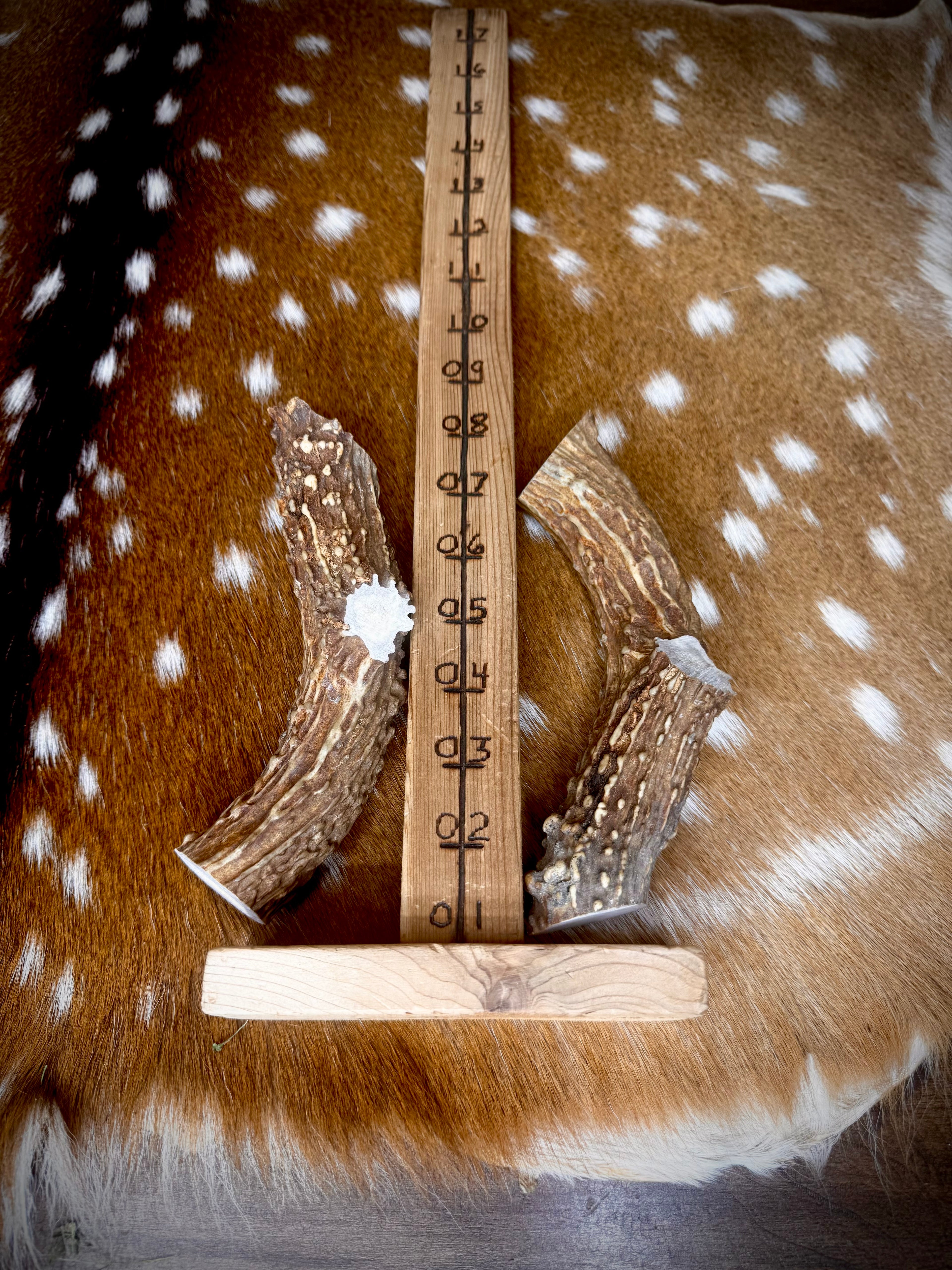 Whitetail Antler Dog Chew Treats - 1 Pound Groups - Free Ship