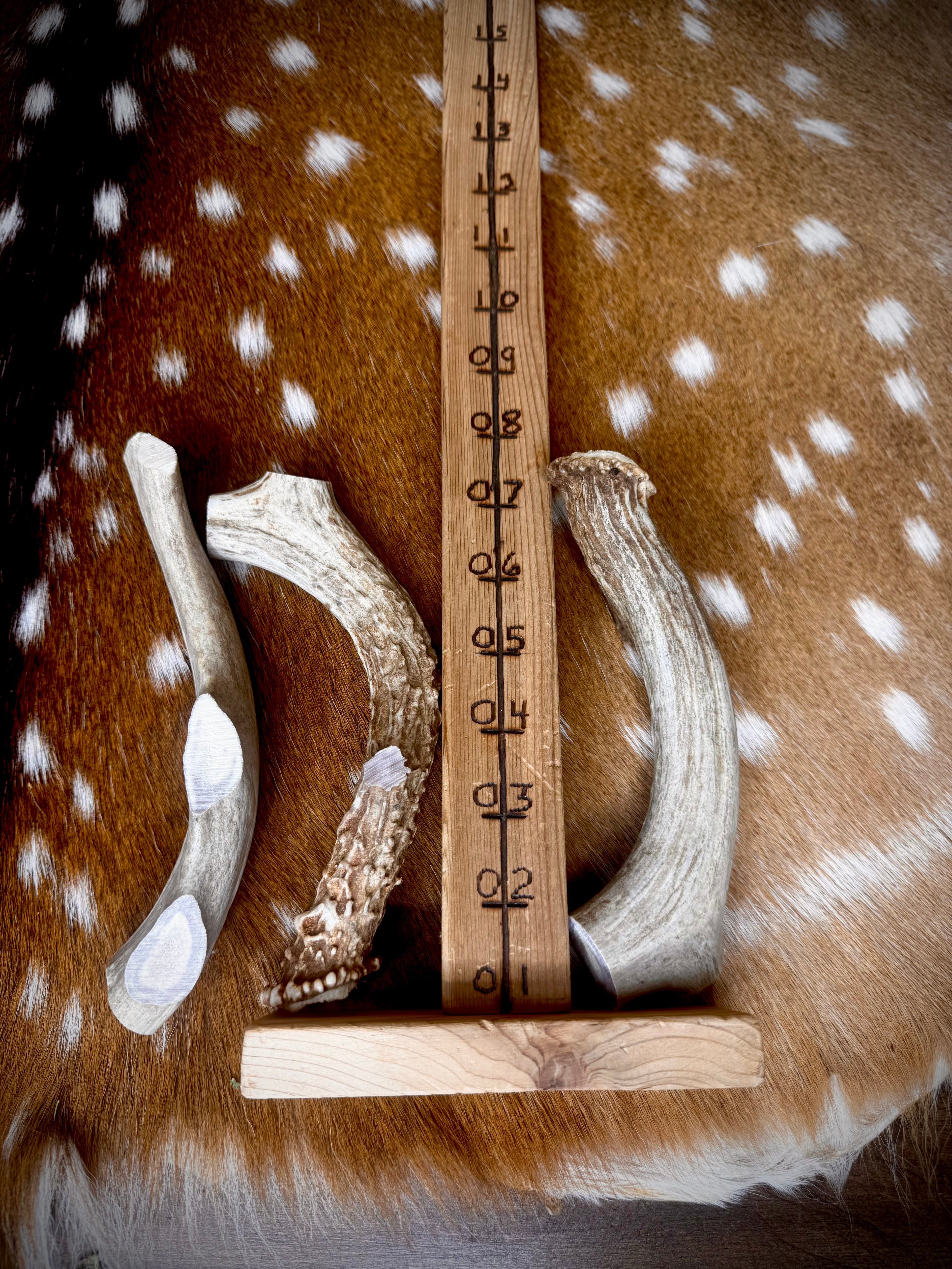 Whitetail Antler Dog Chew Treats - 1 Pound Groups - Free Ship
