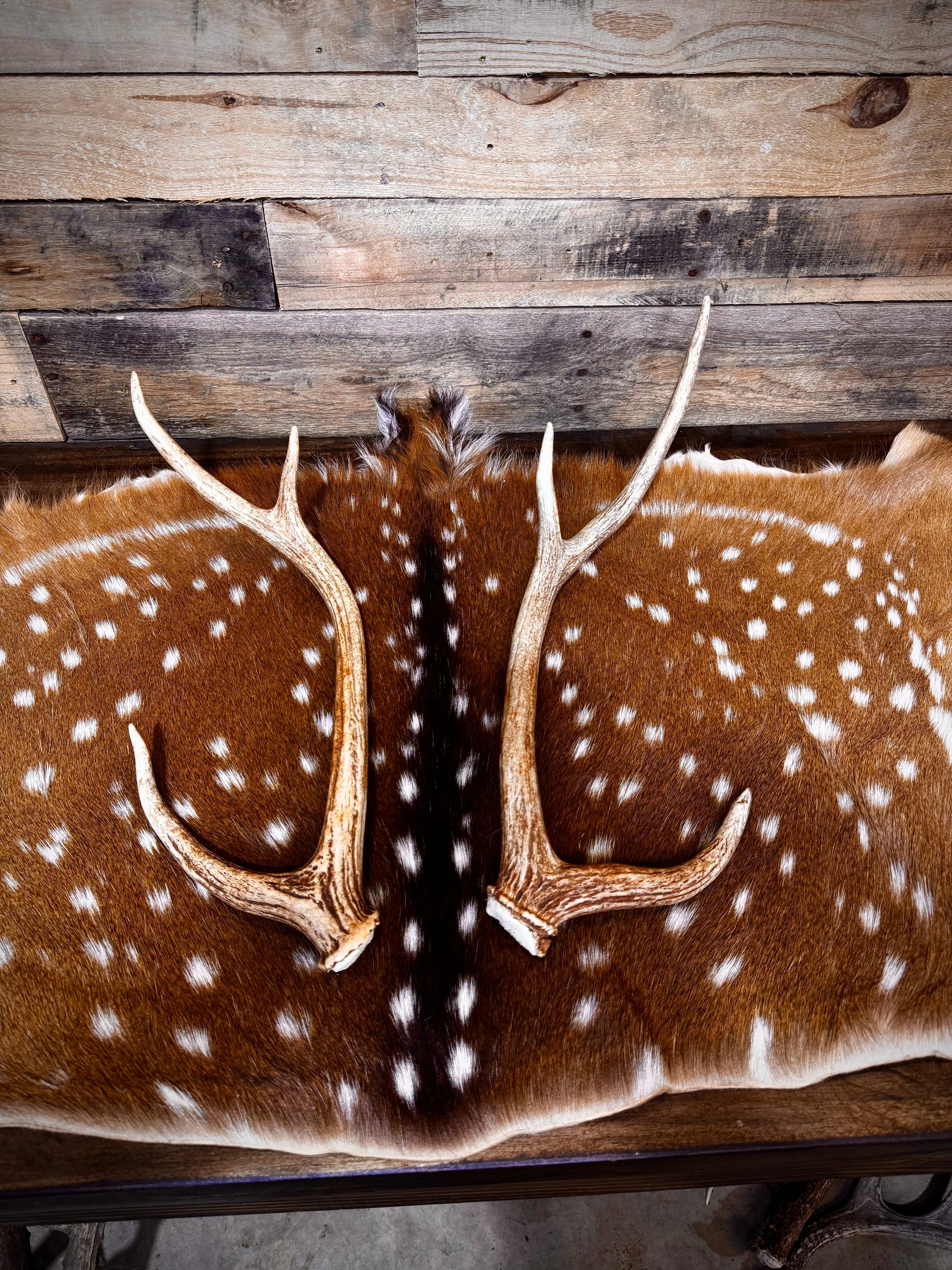 Pair of Non-Matching Axis Deer Antler Sheds - A Grade - Choose Size
