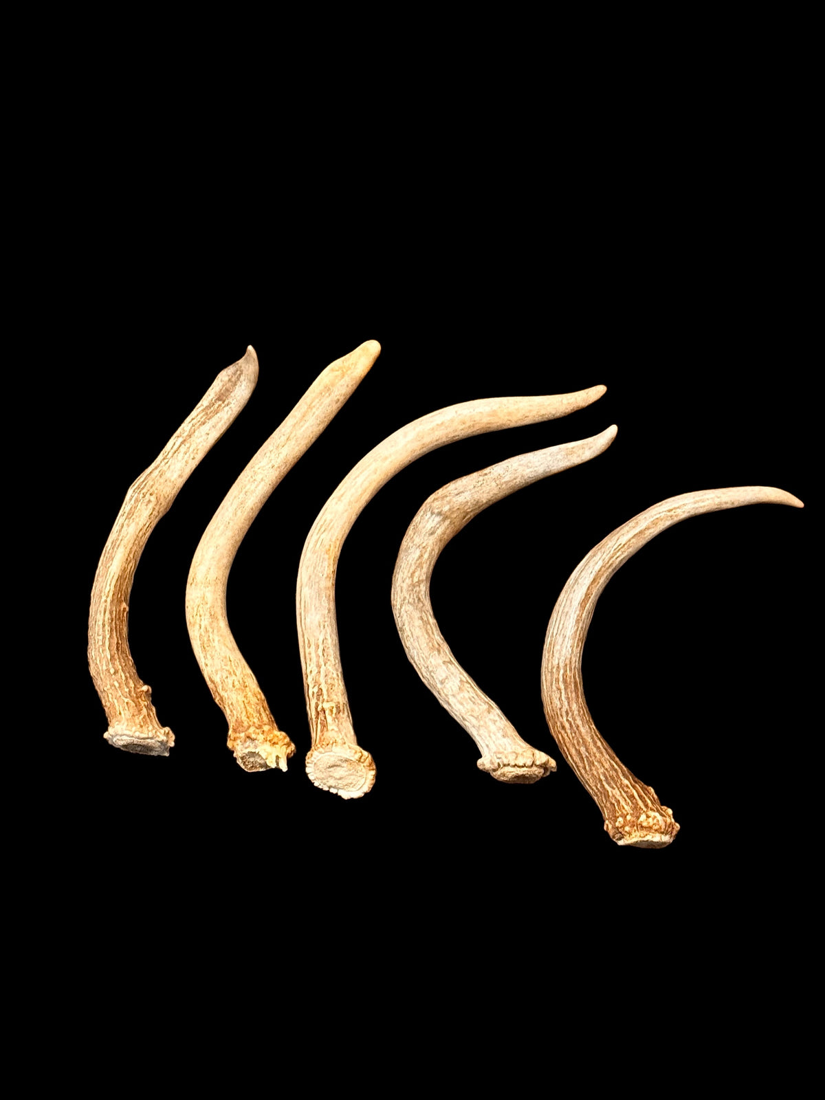 5-Pack Spike Buck Deer and Elk Antler Sheds W/Burr