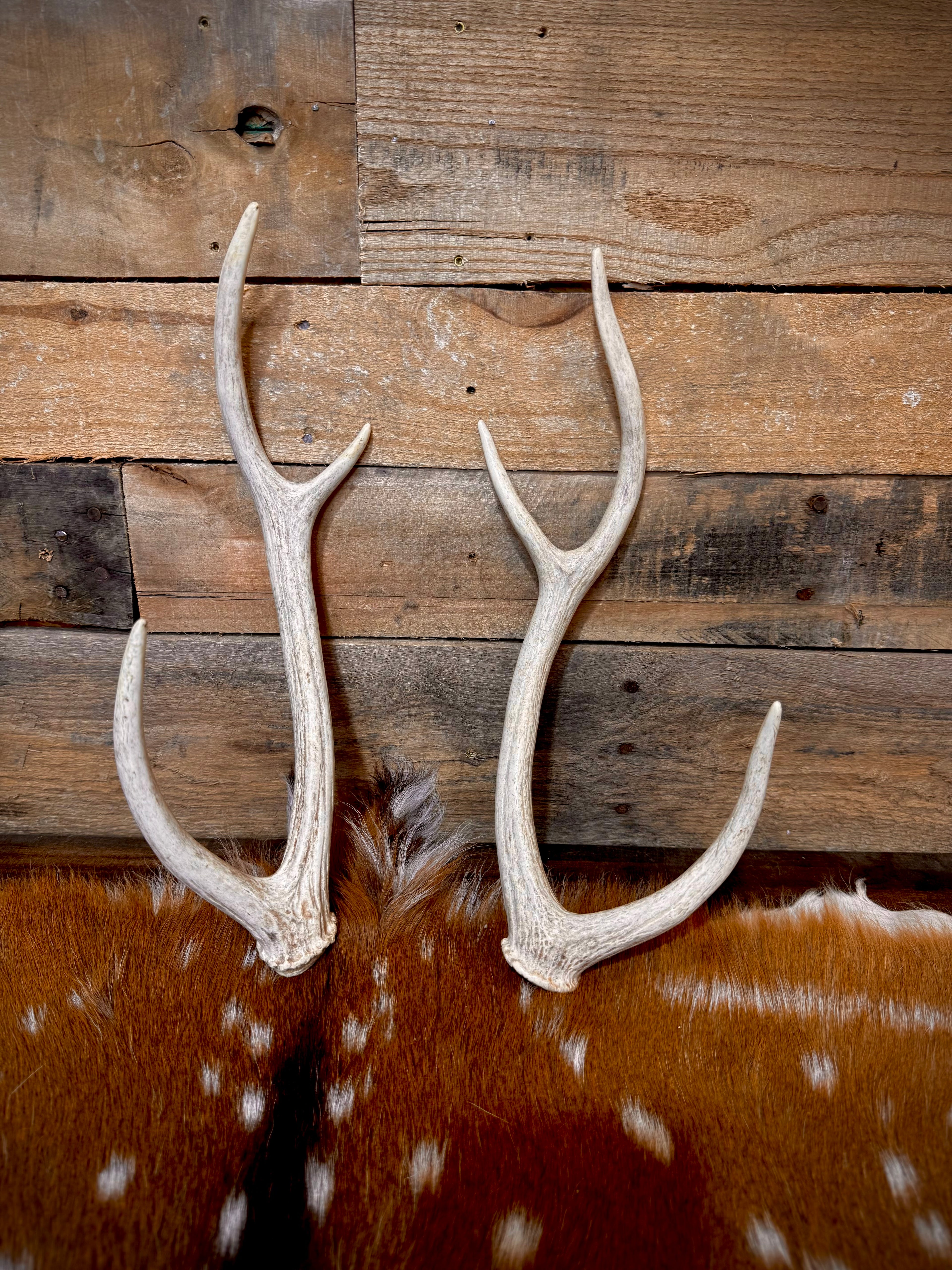 Pair of Non-Matching Axis Deer Antler Sheds - A Grade - Choose Size